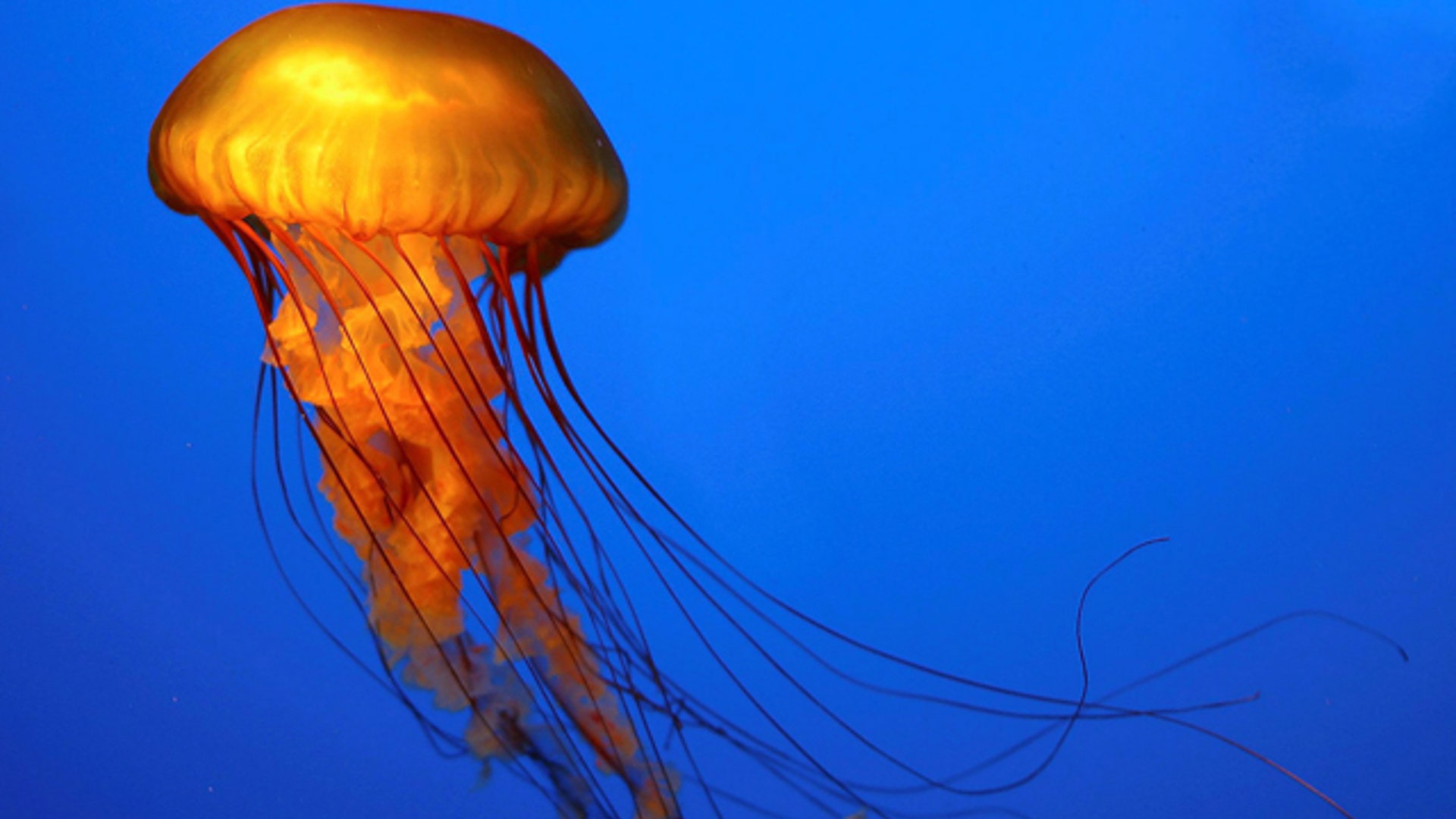 The_Jellyfish