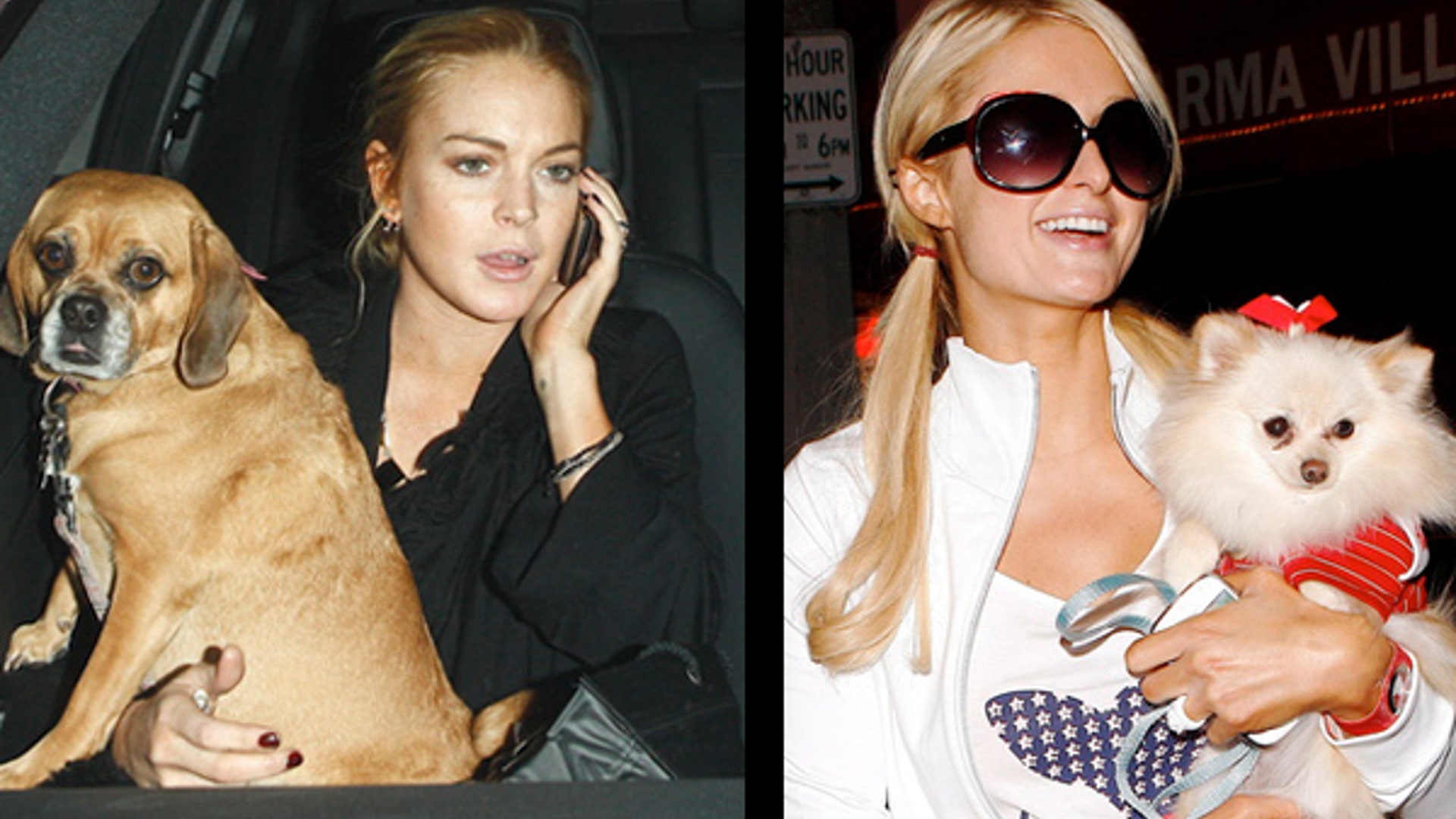 They_Have_a_Way_with_Dogs