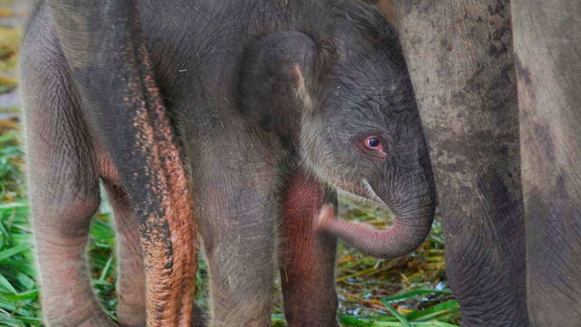 ThreatenedEcosystems5