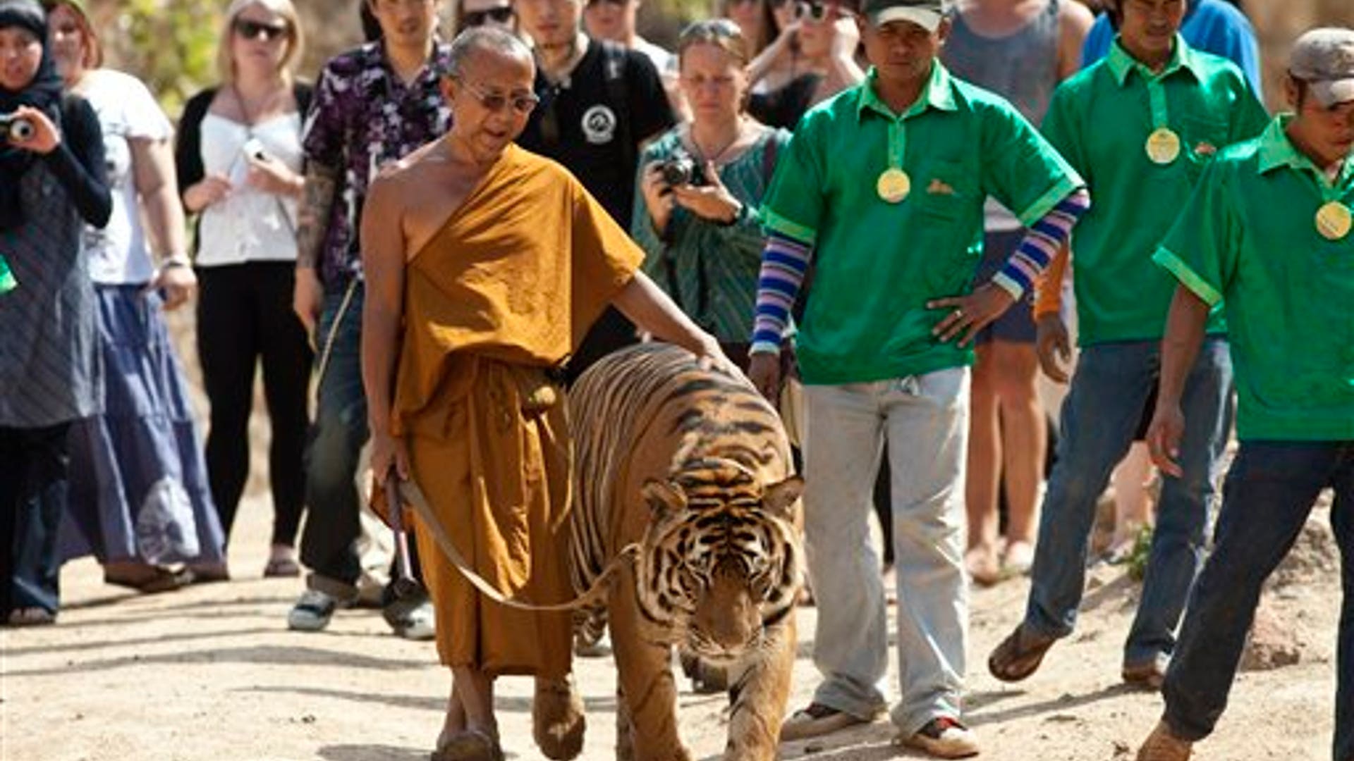 A Walk with a Tiger