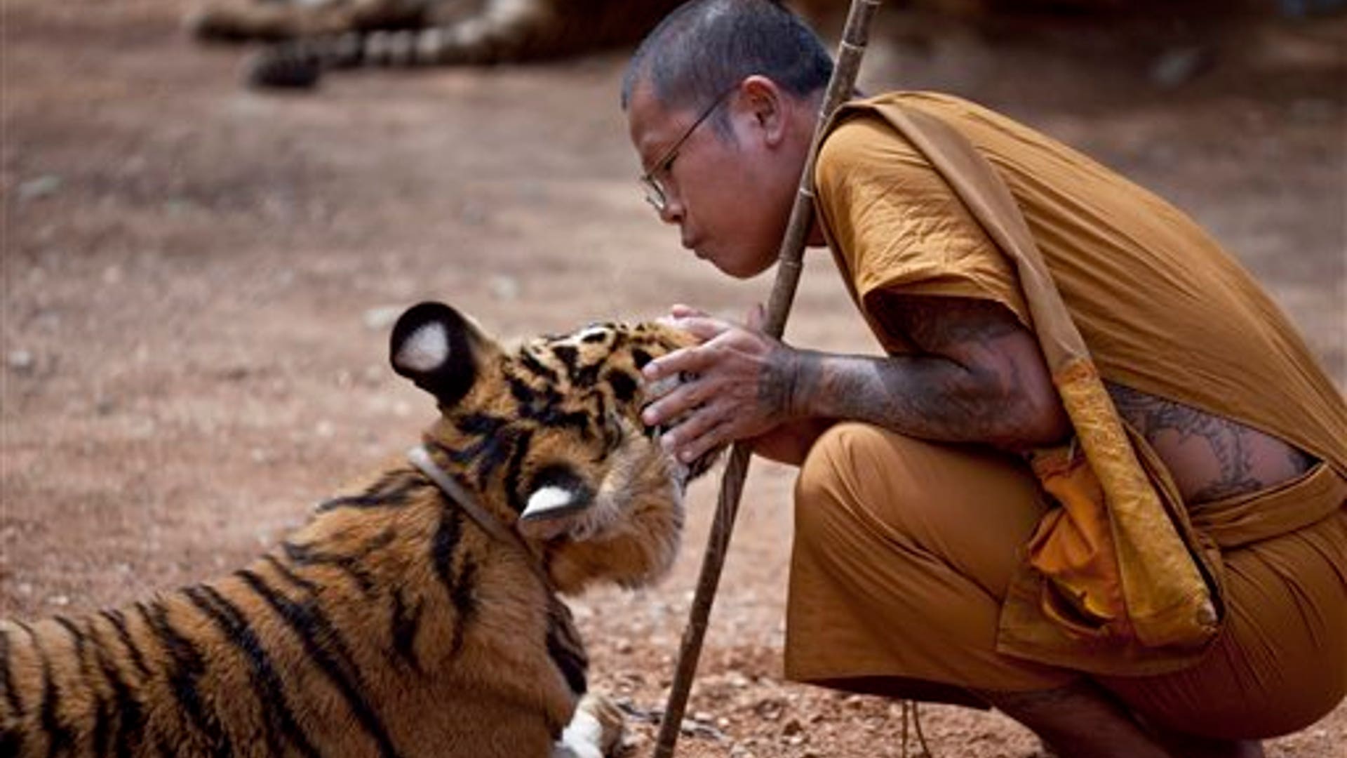 Monk Meets Tiger