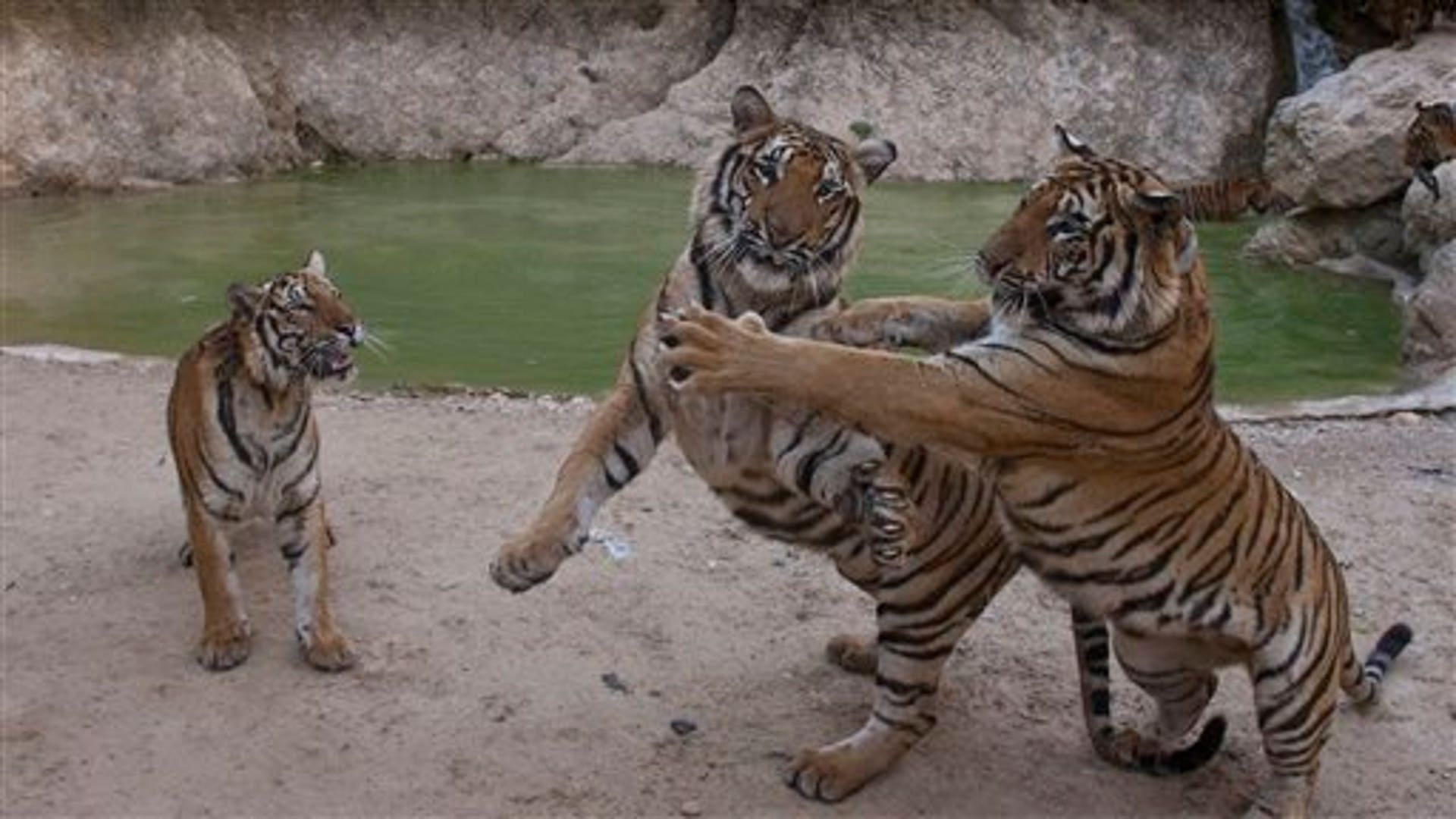 Tigers Play Near Pool