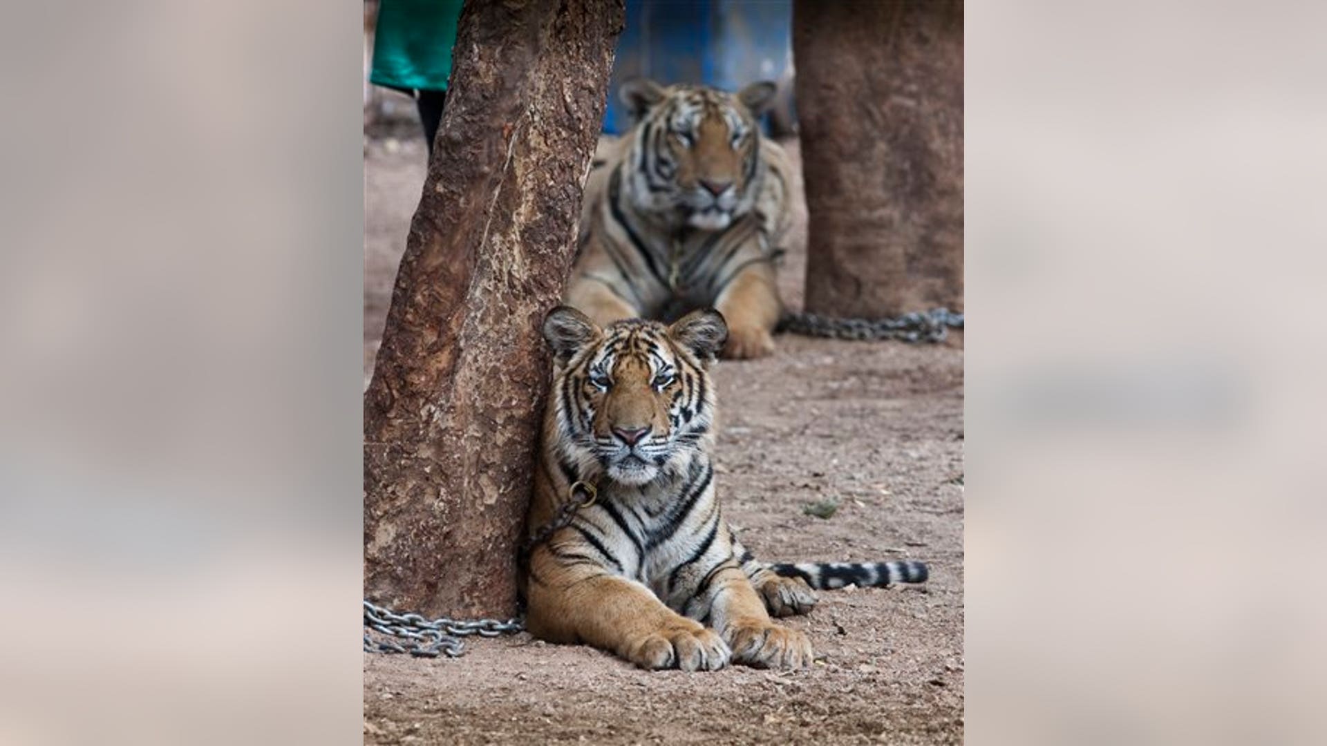 Lounging Tigers