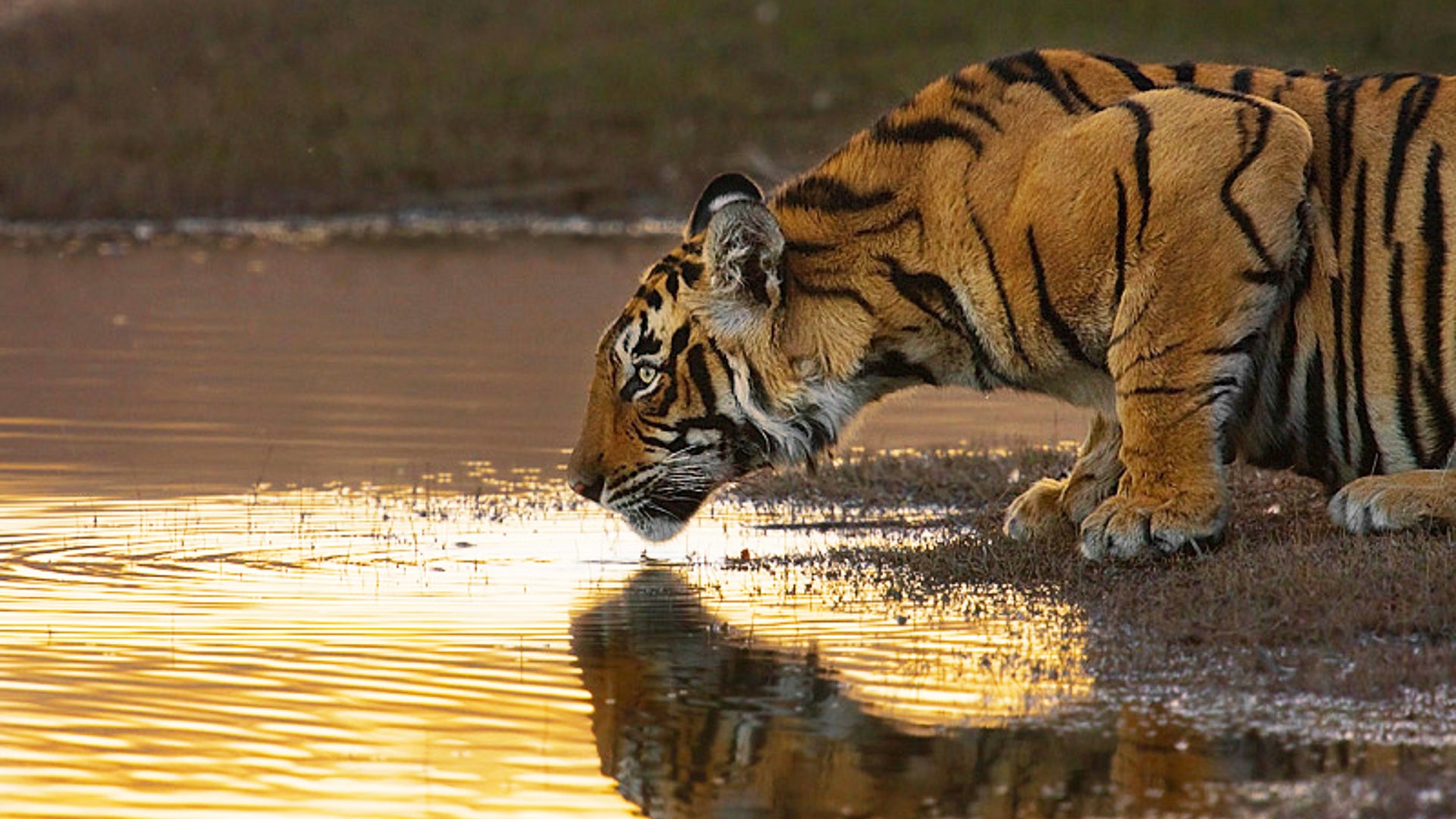 Thirsty Bengal Tiger