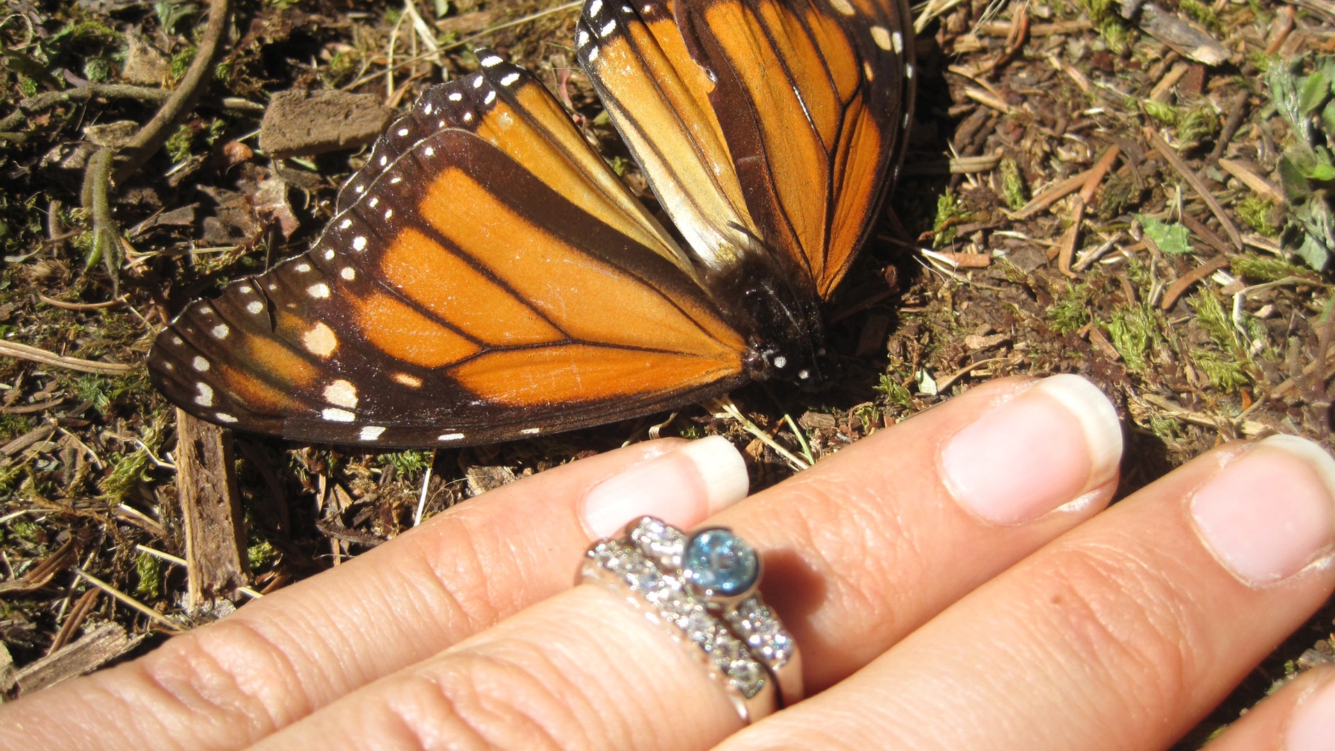 Travel_Trip_Monarch_B_Garc_5