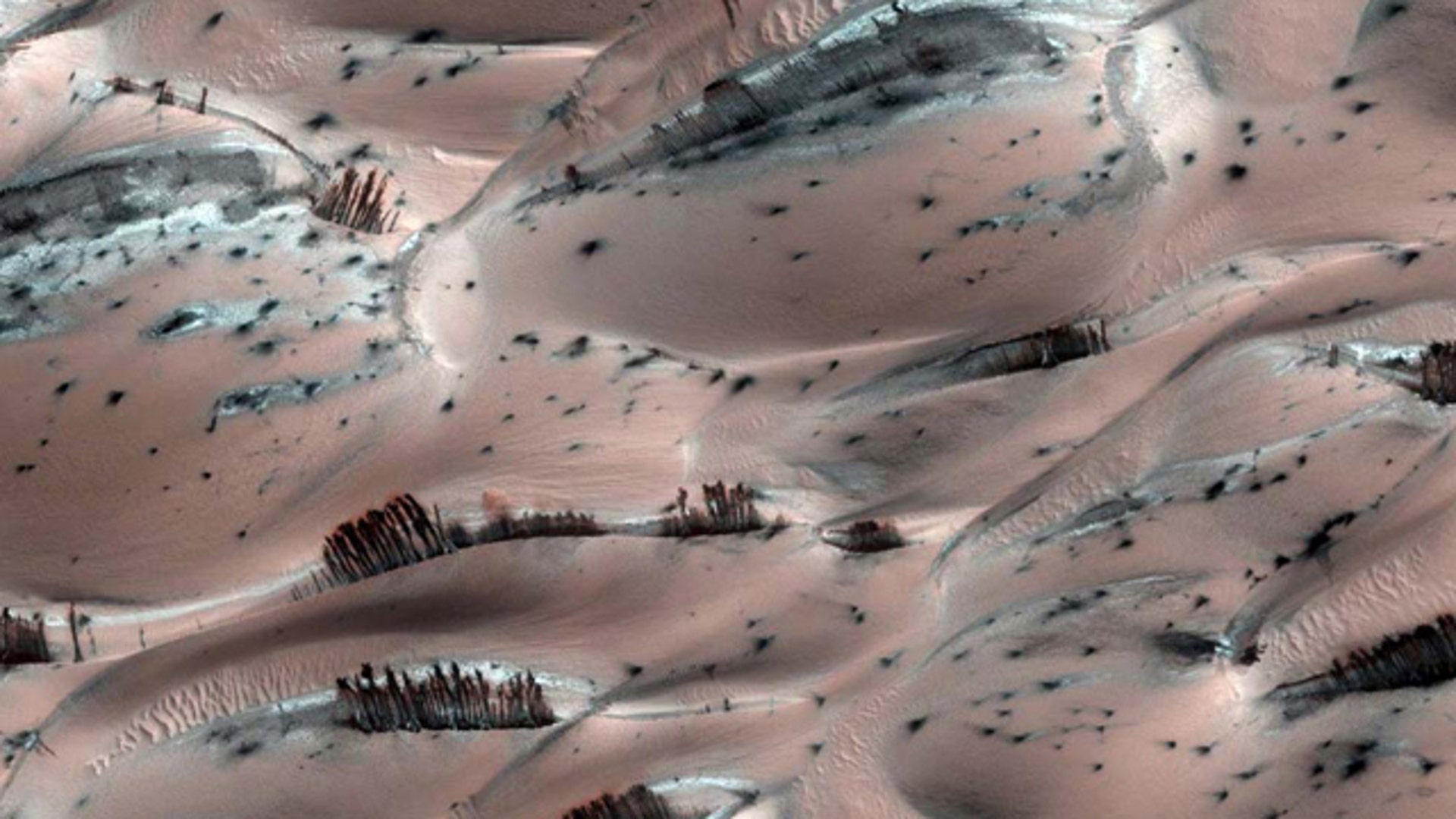 Trees on Mars?