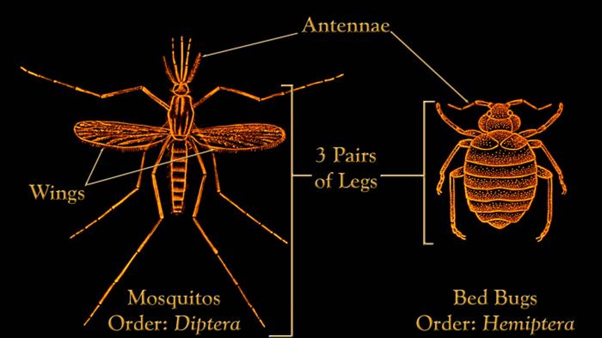 Insects Infesting New York