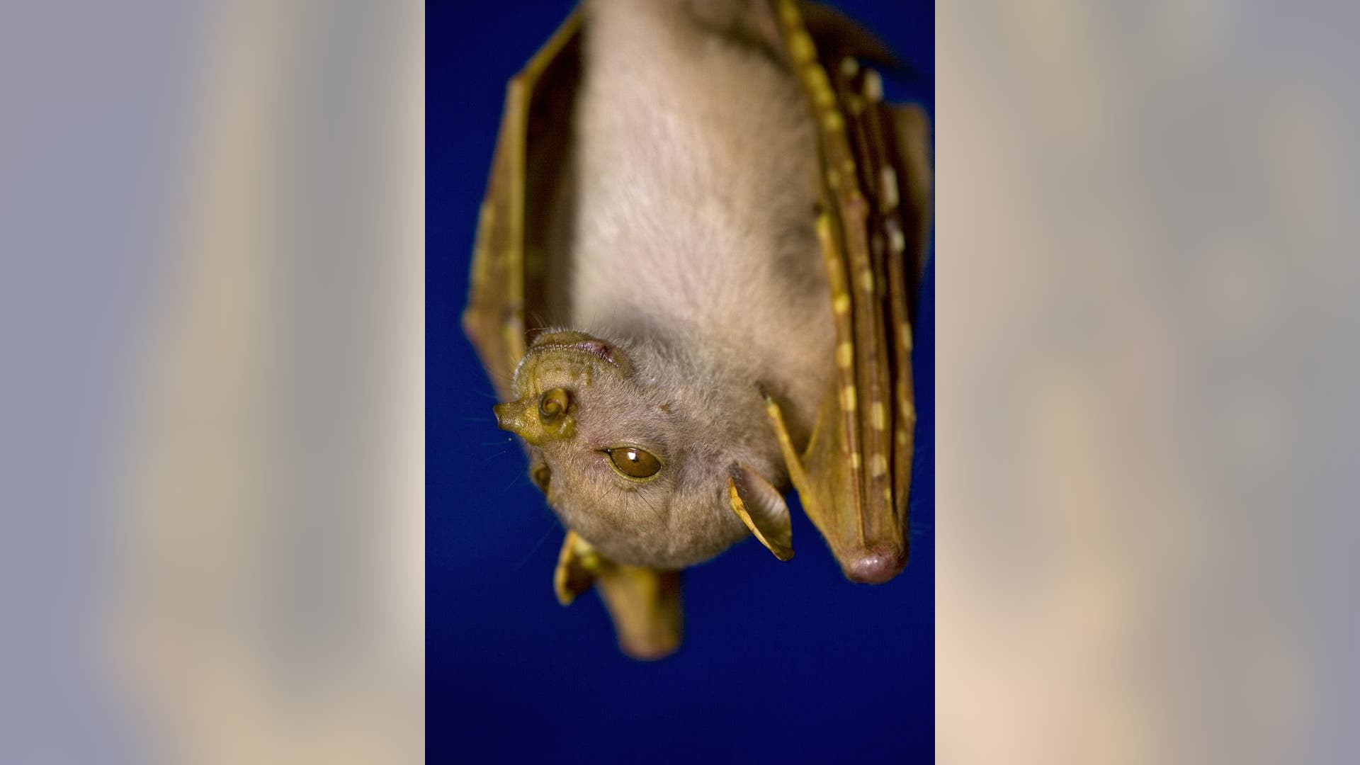 Tube_Nosed_Fruit_Bat_2