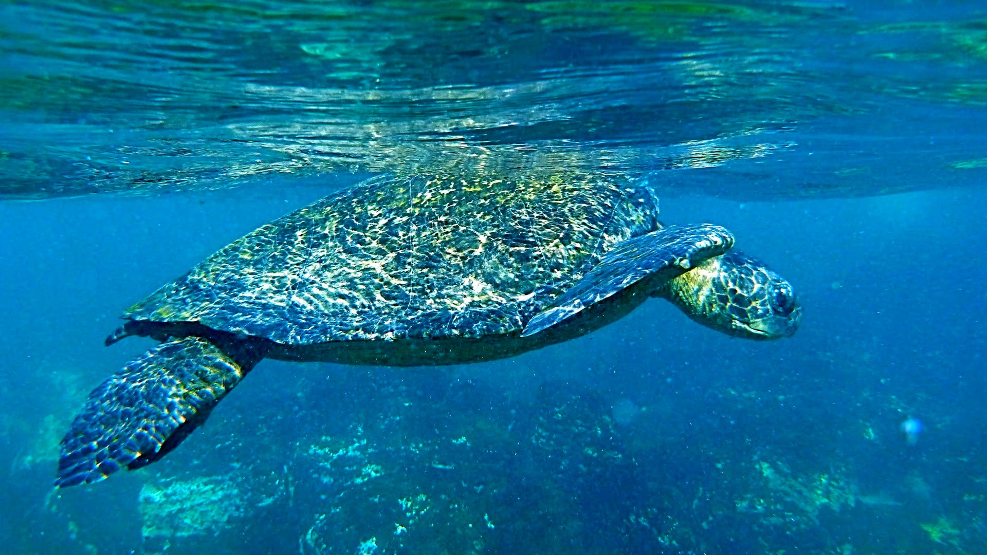 Turtle_Swims_Underwater