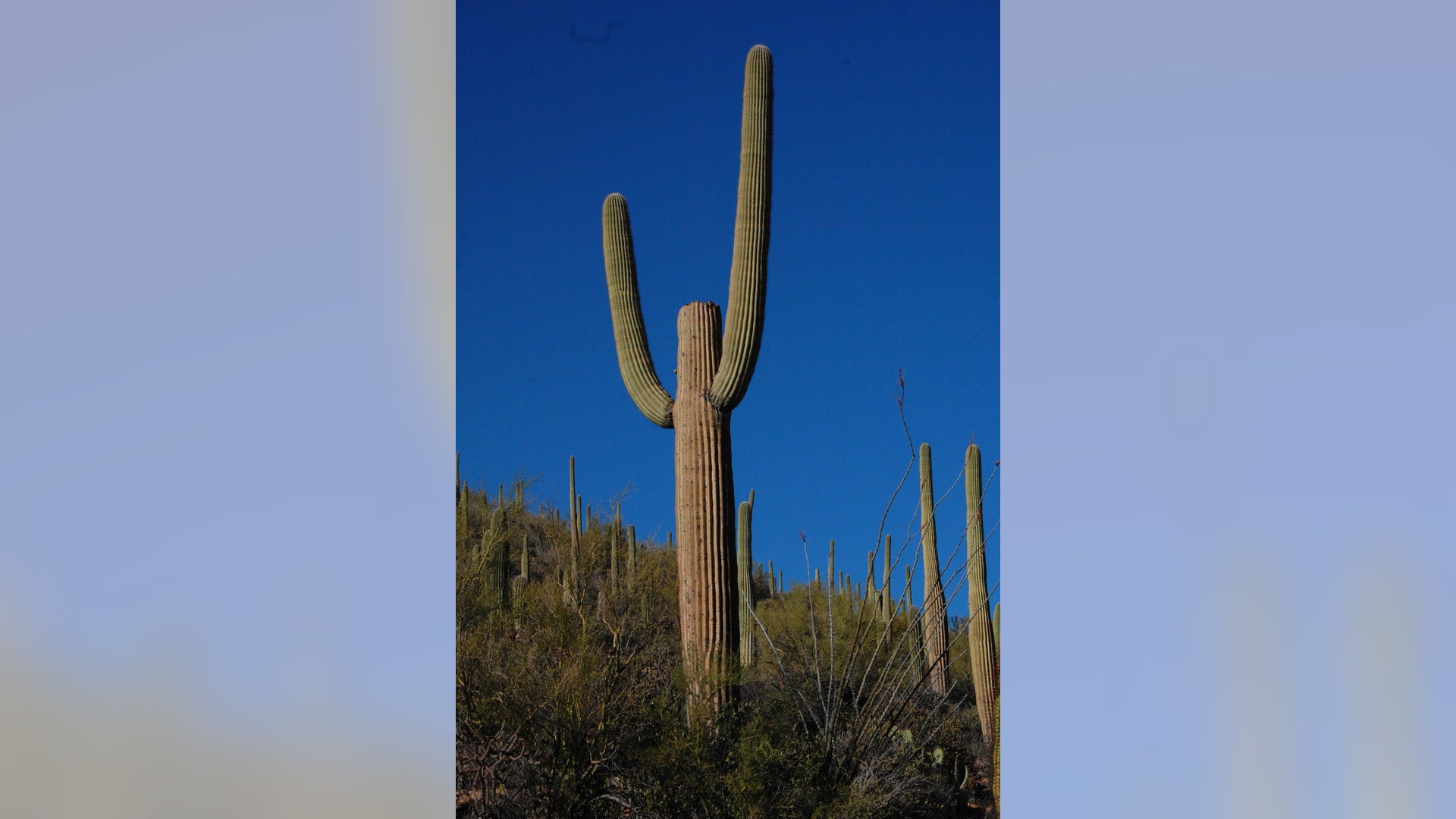 Tuscon Cactus