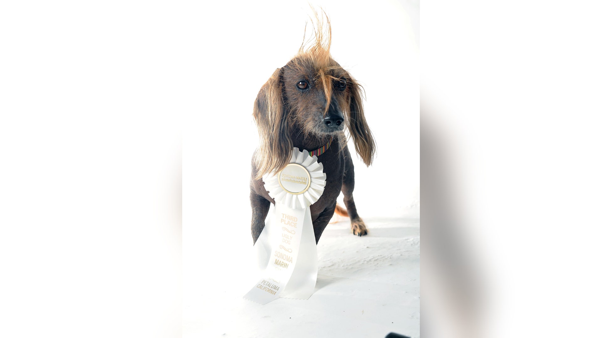 Ugliest_Dog_Contest_2