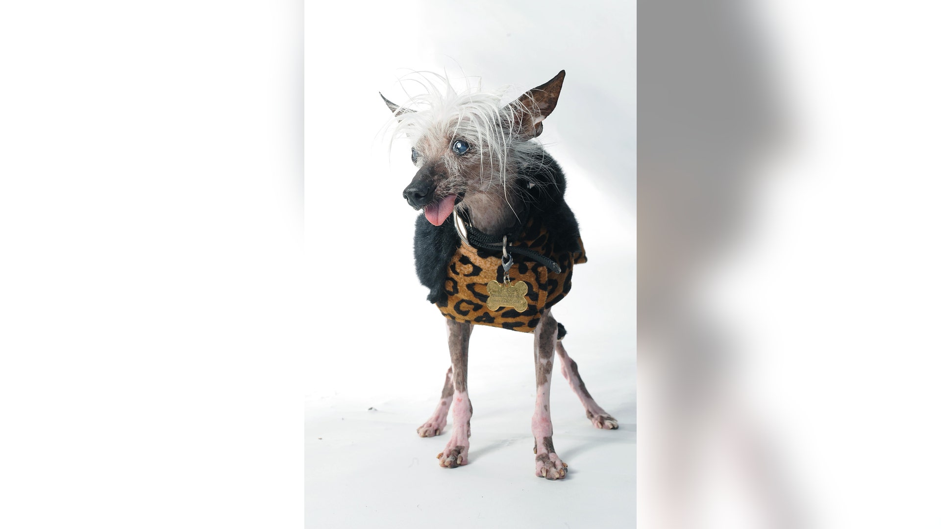 Ugliest_Dog_Contest_3