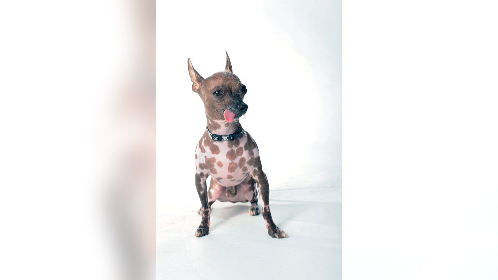 Ugliest_Dog_Contest_4