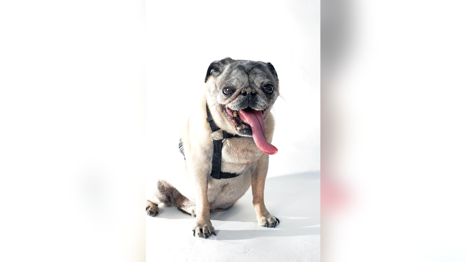 Ugliest_Dog_Contest_5