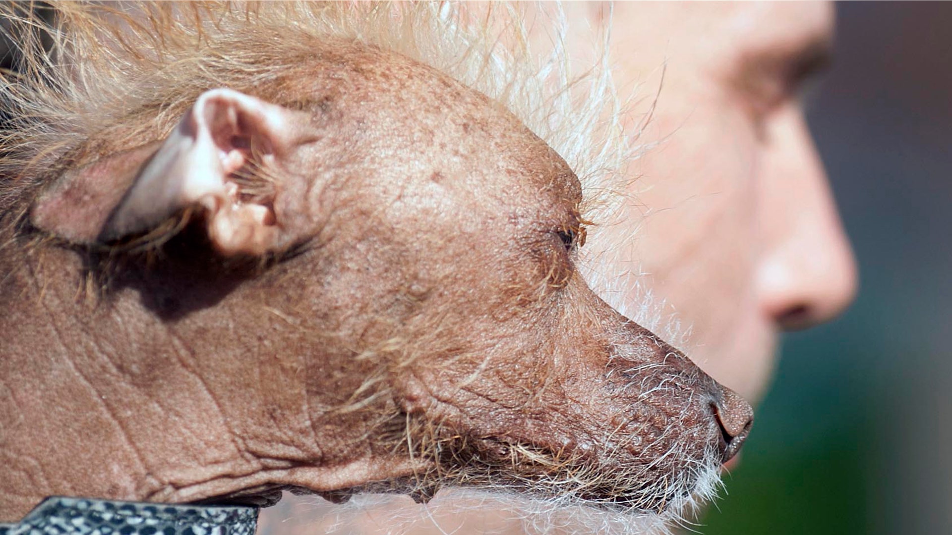 Ugliest_Dog_Contest_6