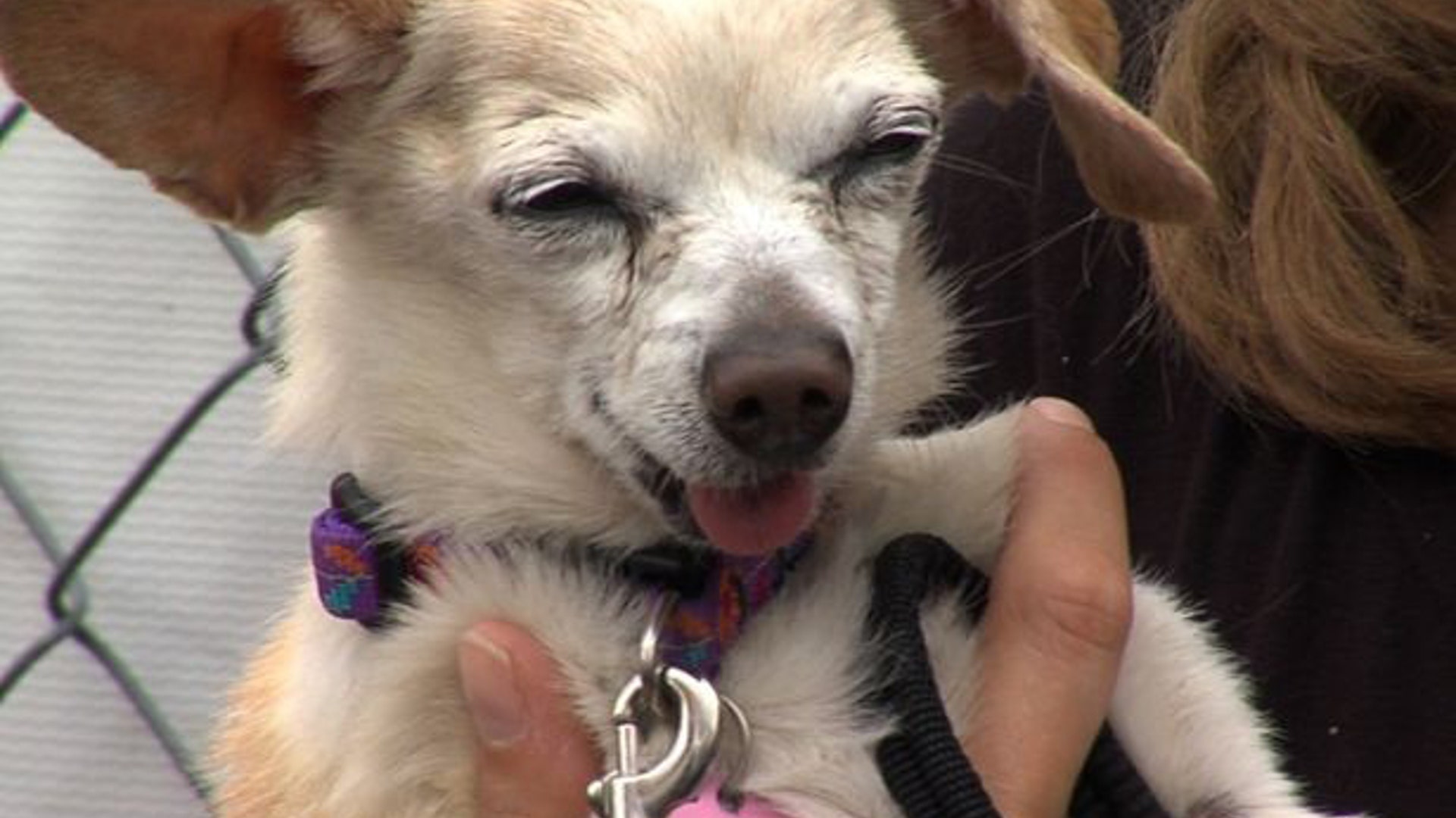 Ugly_Dog_2013___Addison