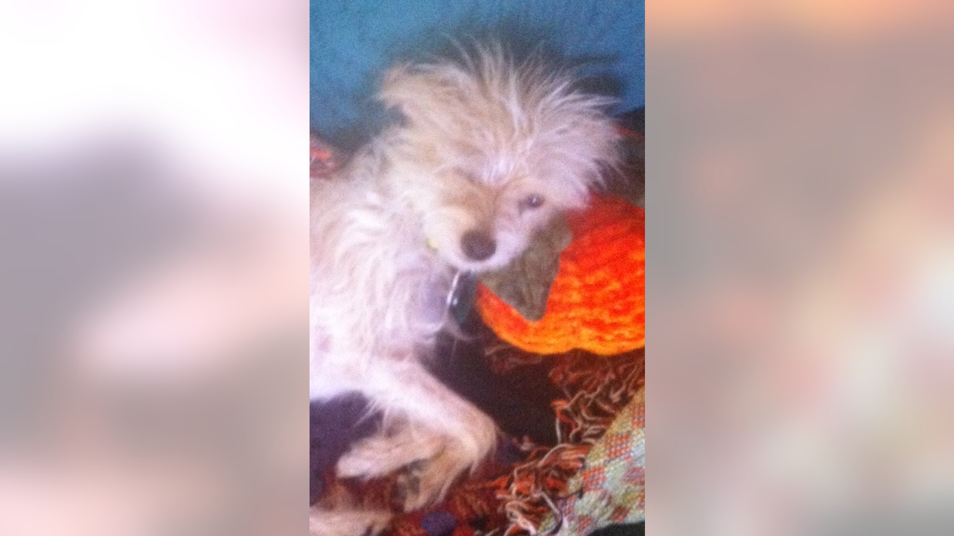 Ugly_Dog_2013___Eleanor