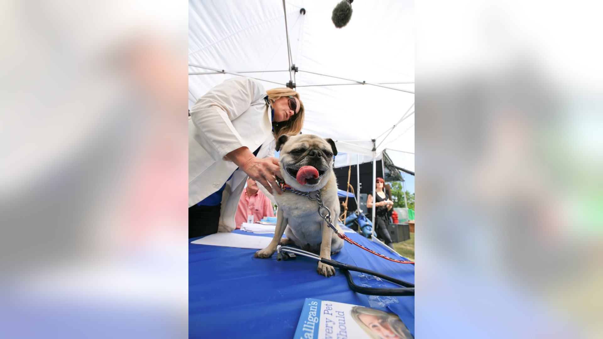 Ugly_Dog_2013___Grovie2