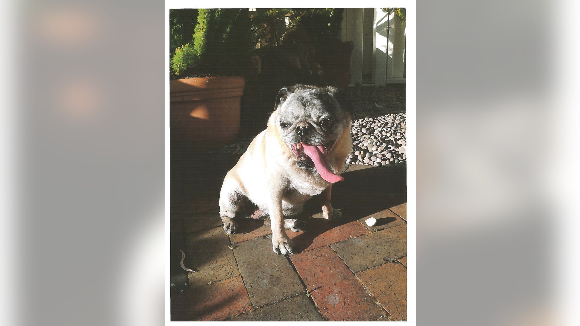 Ugly_Dog_2013___Penny