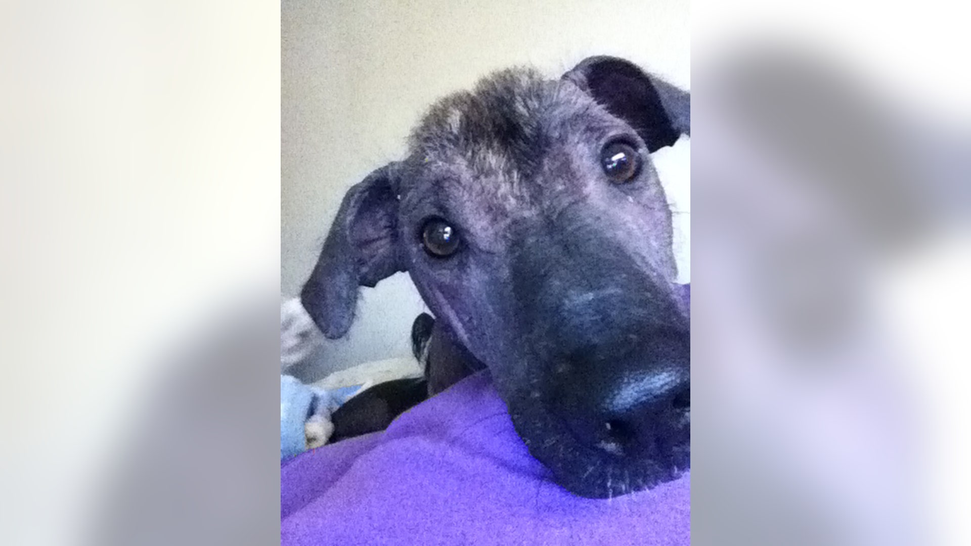 Ugly_Dog_2013___Poloka