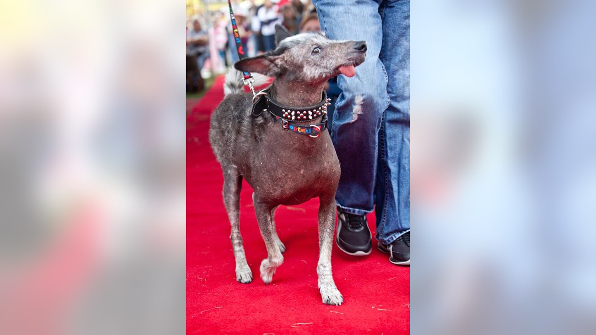 Ugly_Dog_2013___Reggie