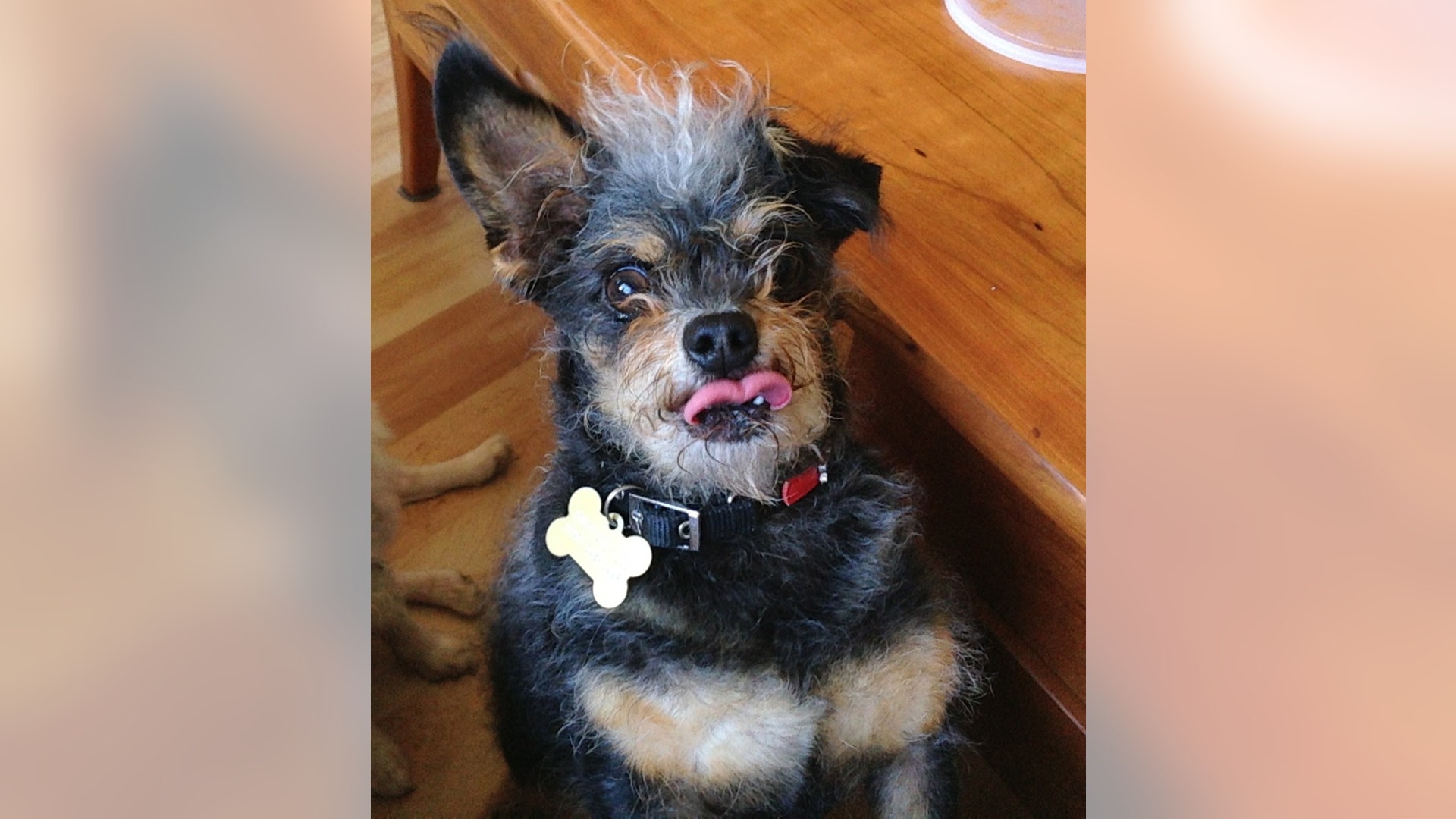 Ugly_Dog_2013___Scamp