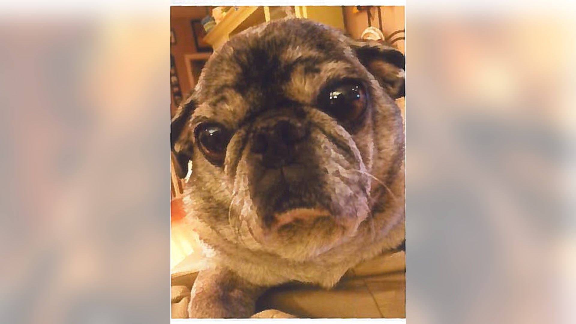 Ugly_Dog_2013___Trixie