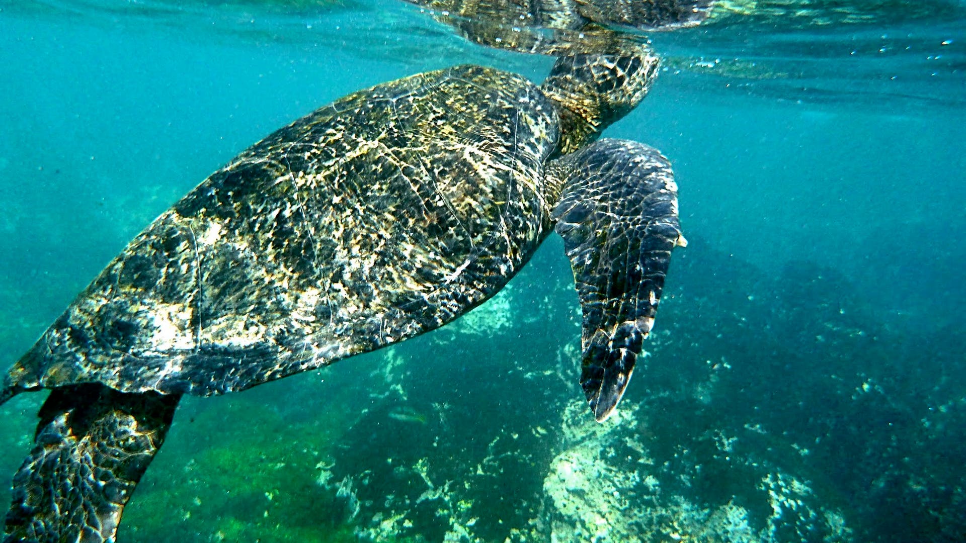 Underwater_Turtle_Looks_Out