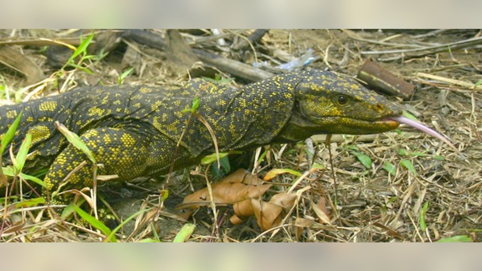 Sierra Madre Forest Monitor