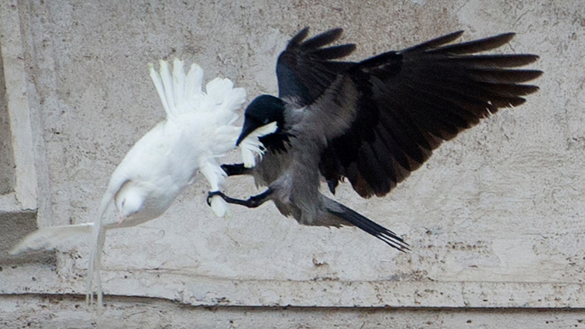 Vatican_Peace_Doves__erika_garcia_foxnewslatino_com_1