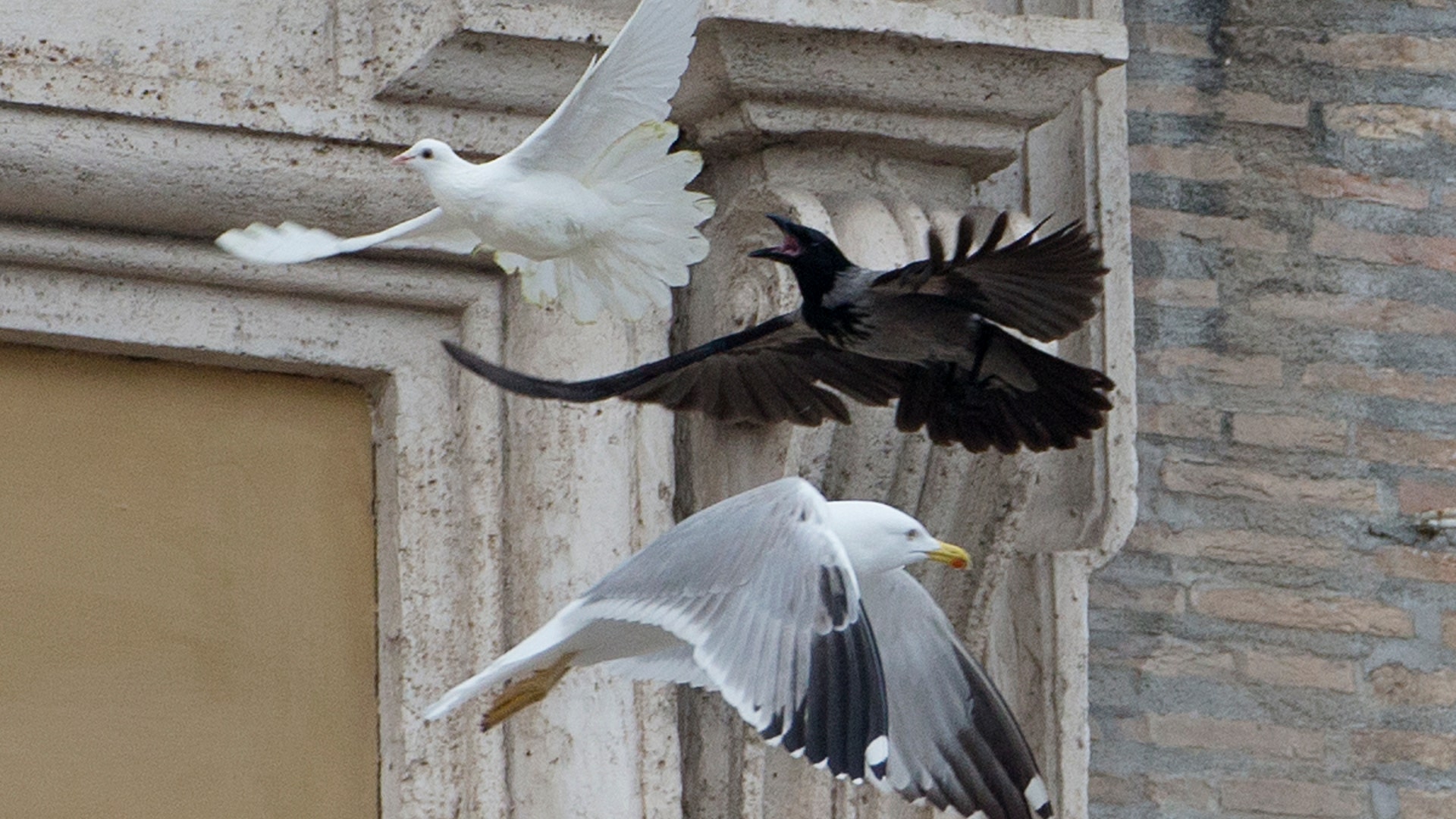 Vatican_Peace_Doves__erika_garcia_foxnewslatino_com_22