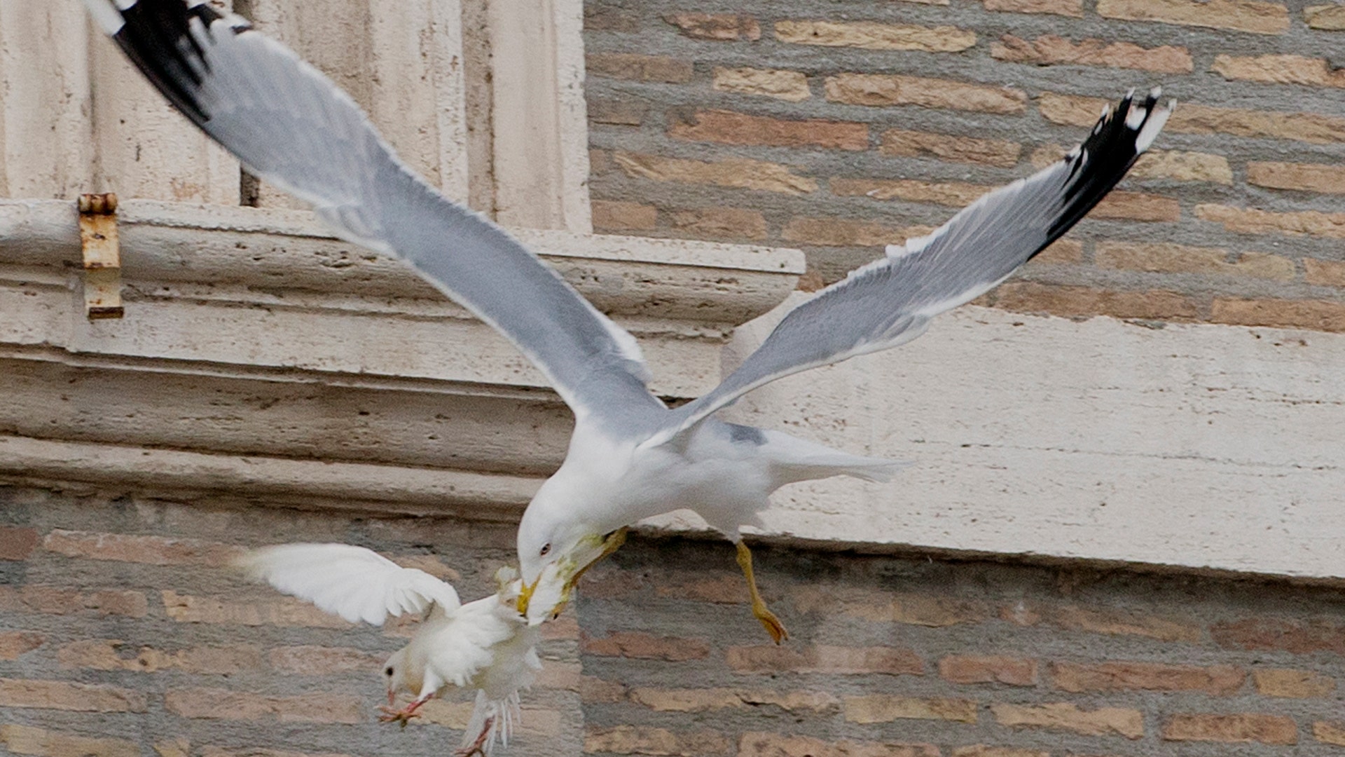 Vatican_Pope_Doves__erika_garcia_foxnewslatino_com_5