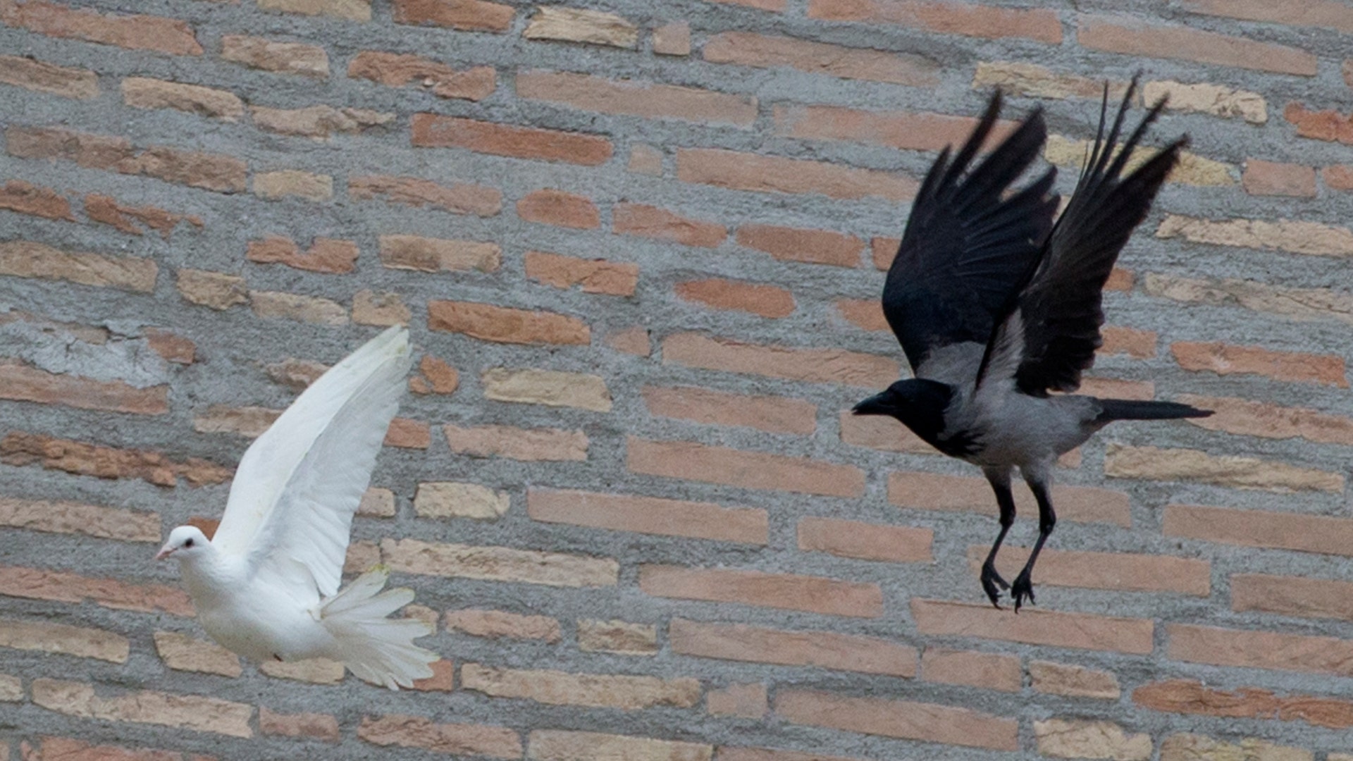 Vatican_Pope_Doves__erika_garcia_foxnewslatino_com_8