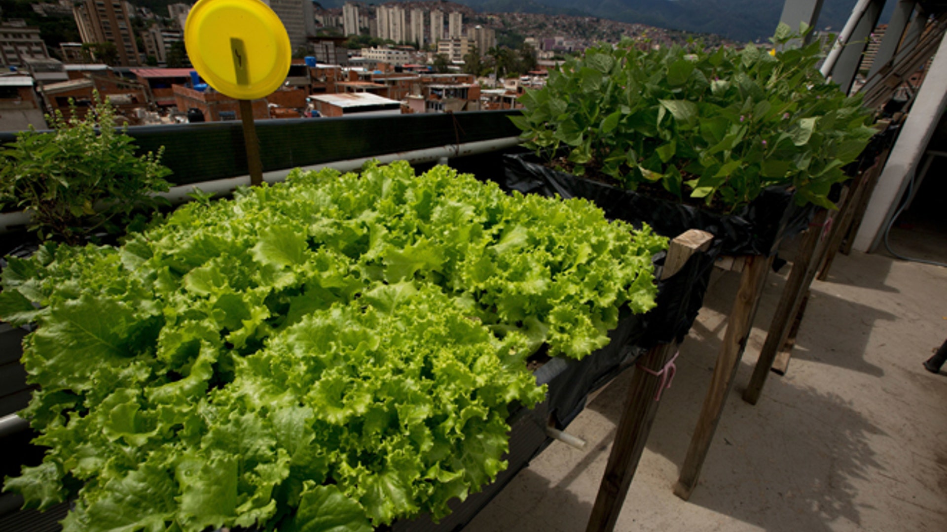 Venezuela_Urban_Farmi_Garc_2_