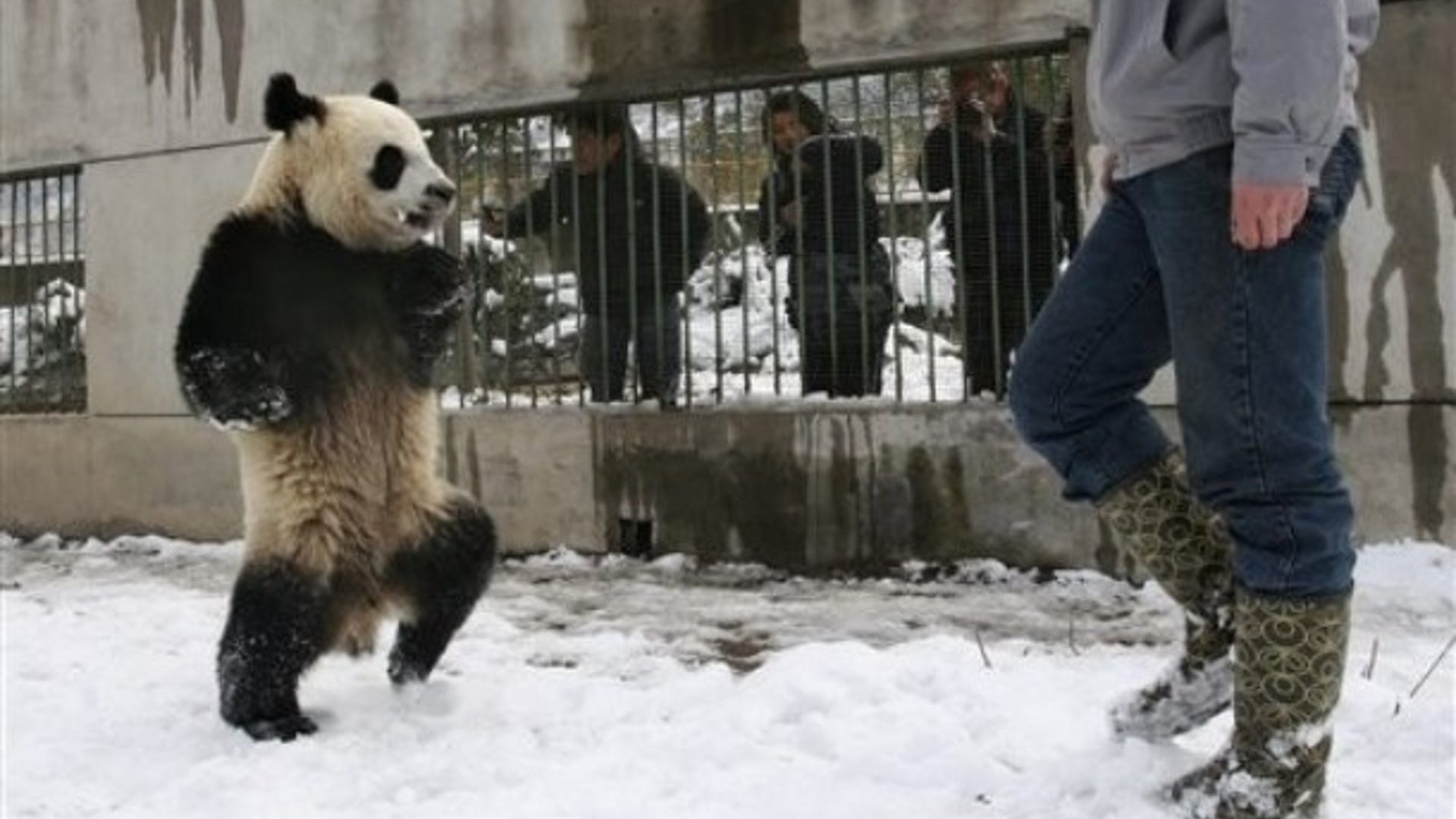 Walking_Panda_Bear