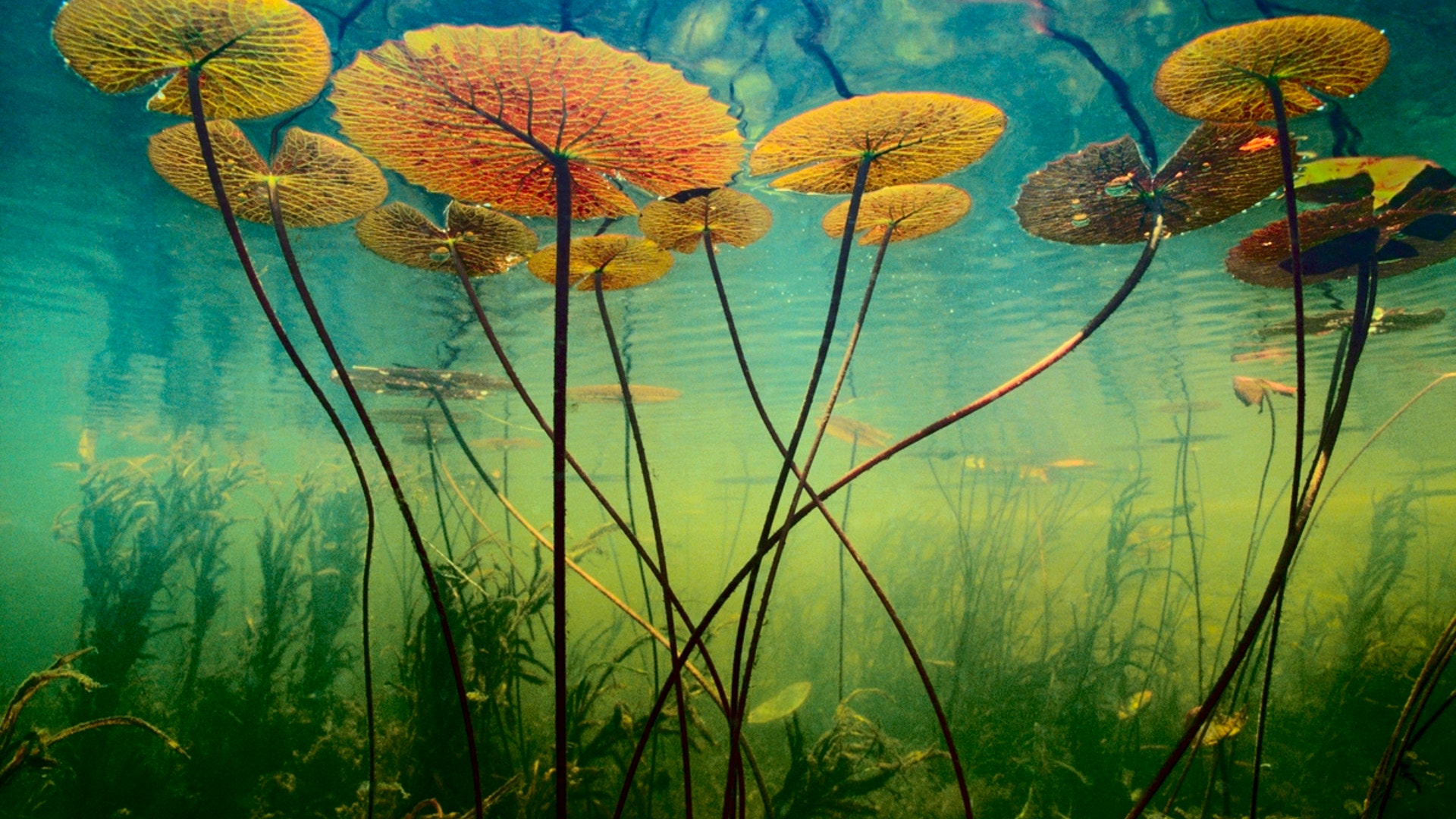 Water_Lilies__Nymphaea_Nouchali