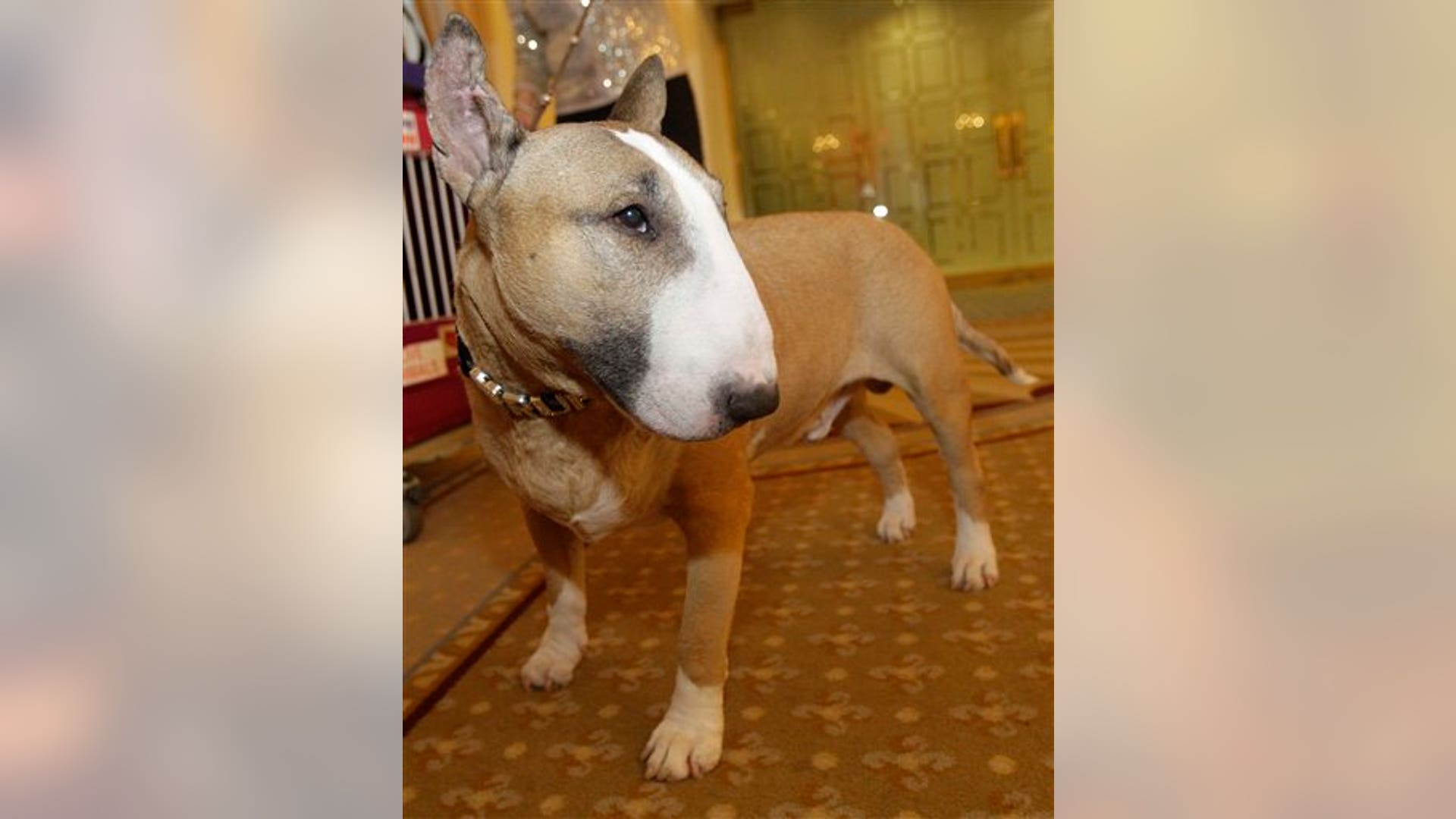 Rufus, a Colored Bull Terrier