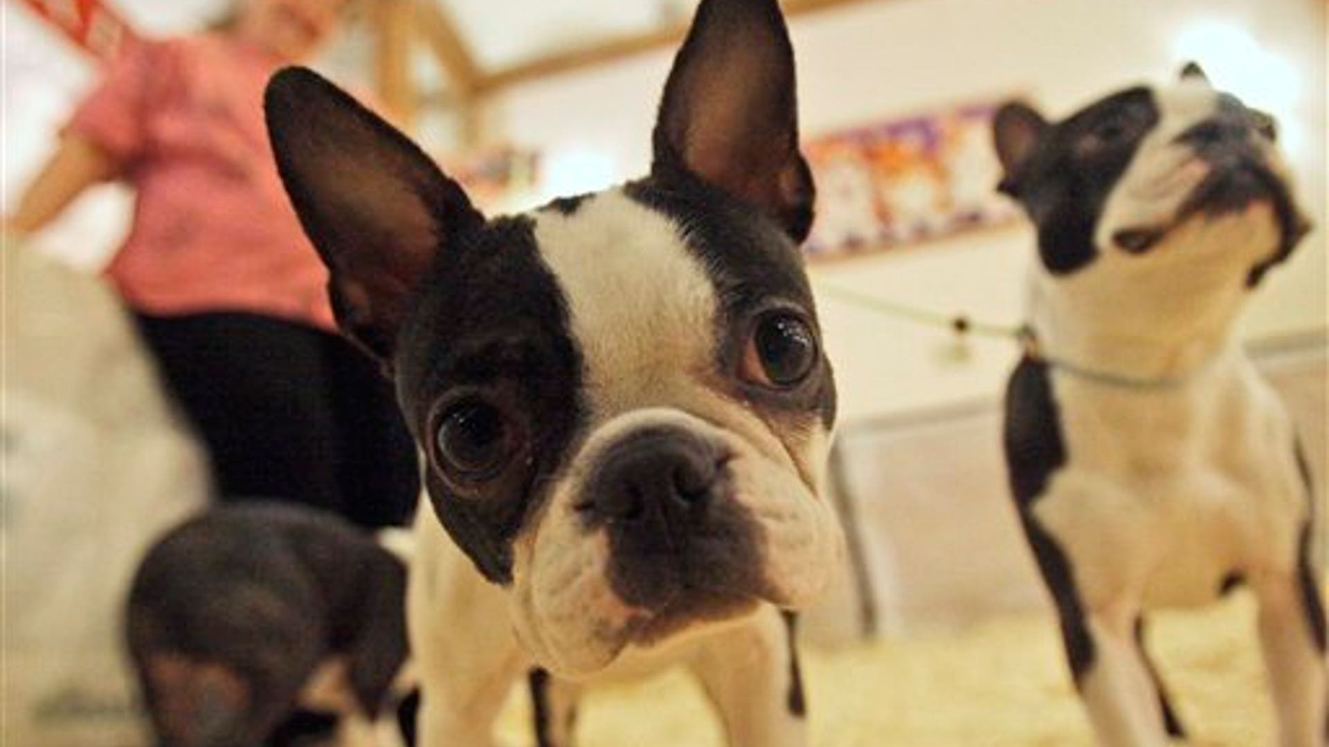 Dawn, a Boston Terrier