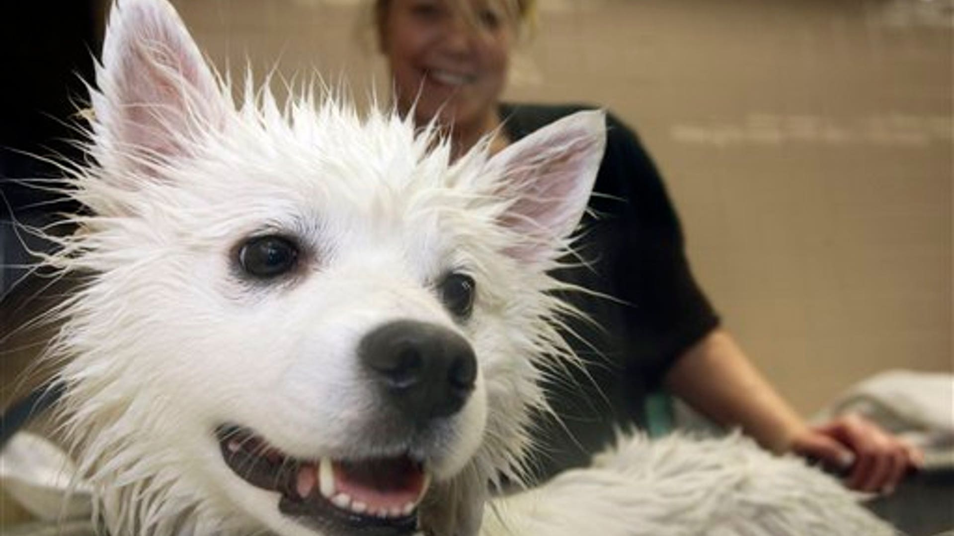 Sassy, an America Eskimo