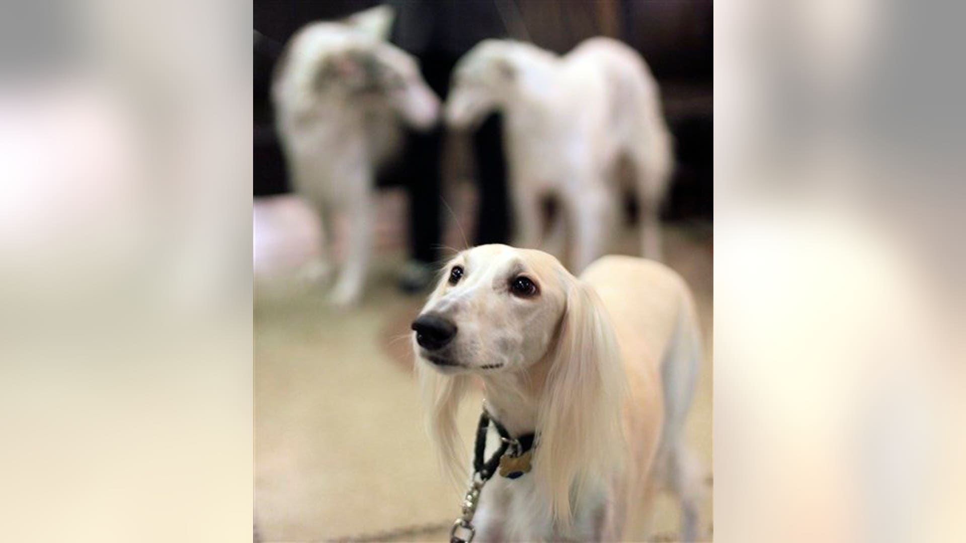 Burak, a 4-year-old Saluki