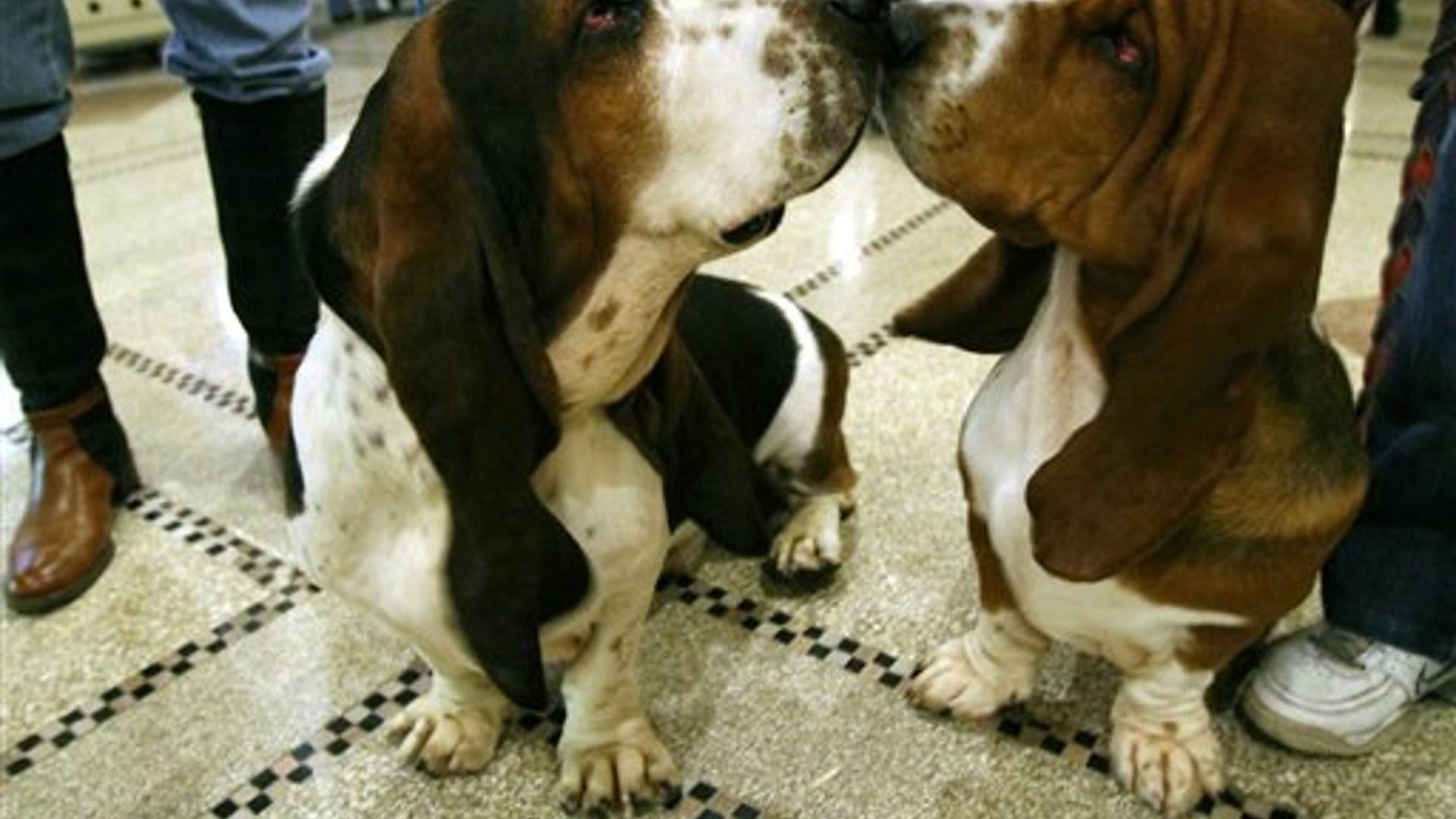 Basset Hounds Gladiator and Lola