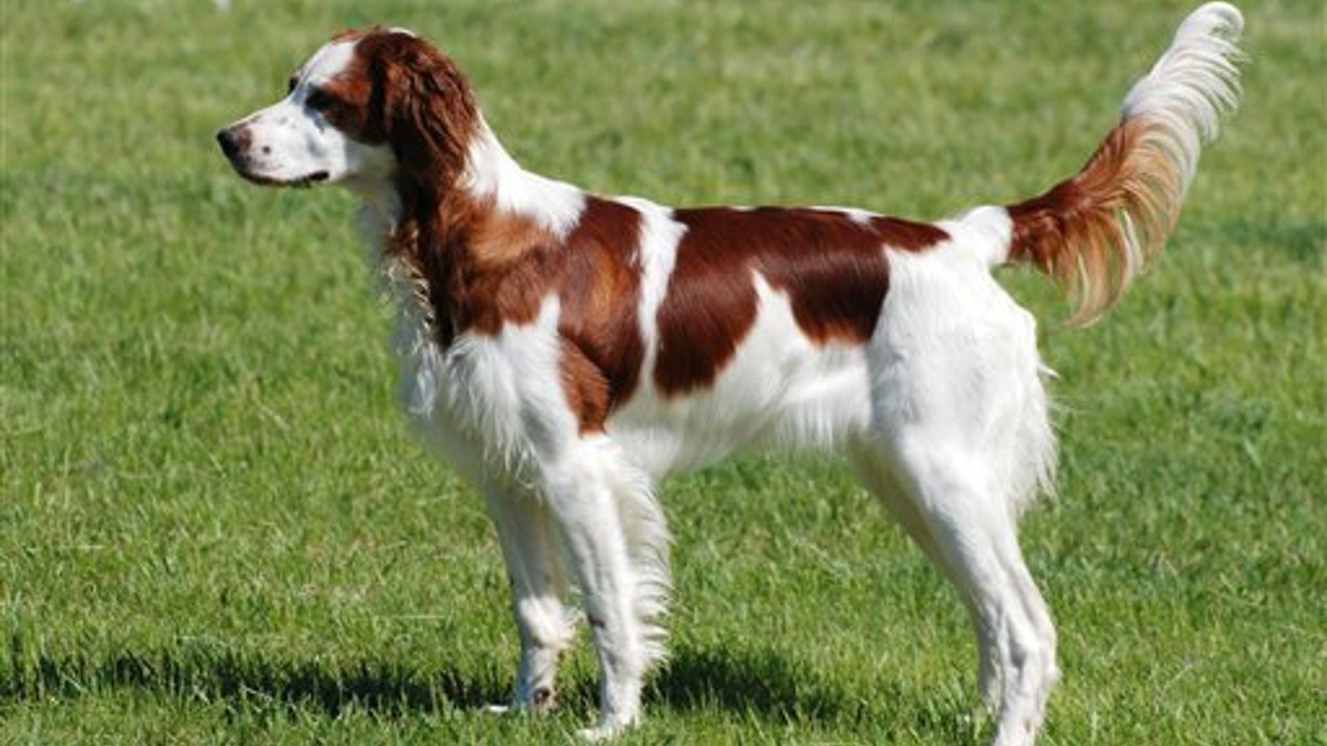 New Breeds: Irish Red and White Setter