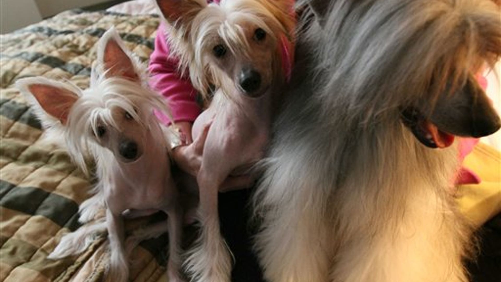 Terra, Zina and Misko