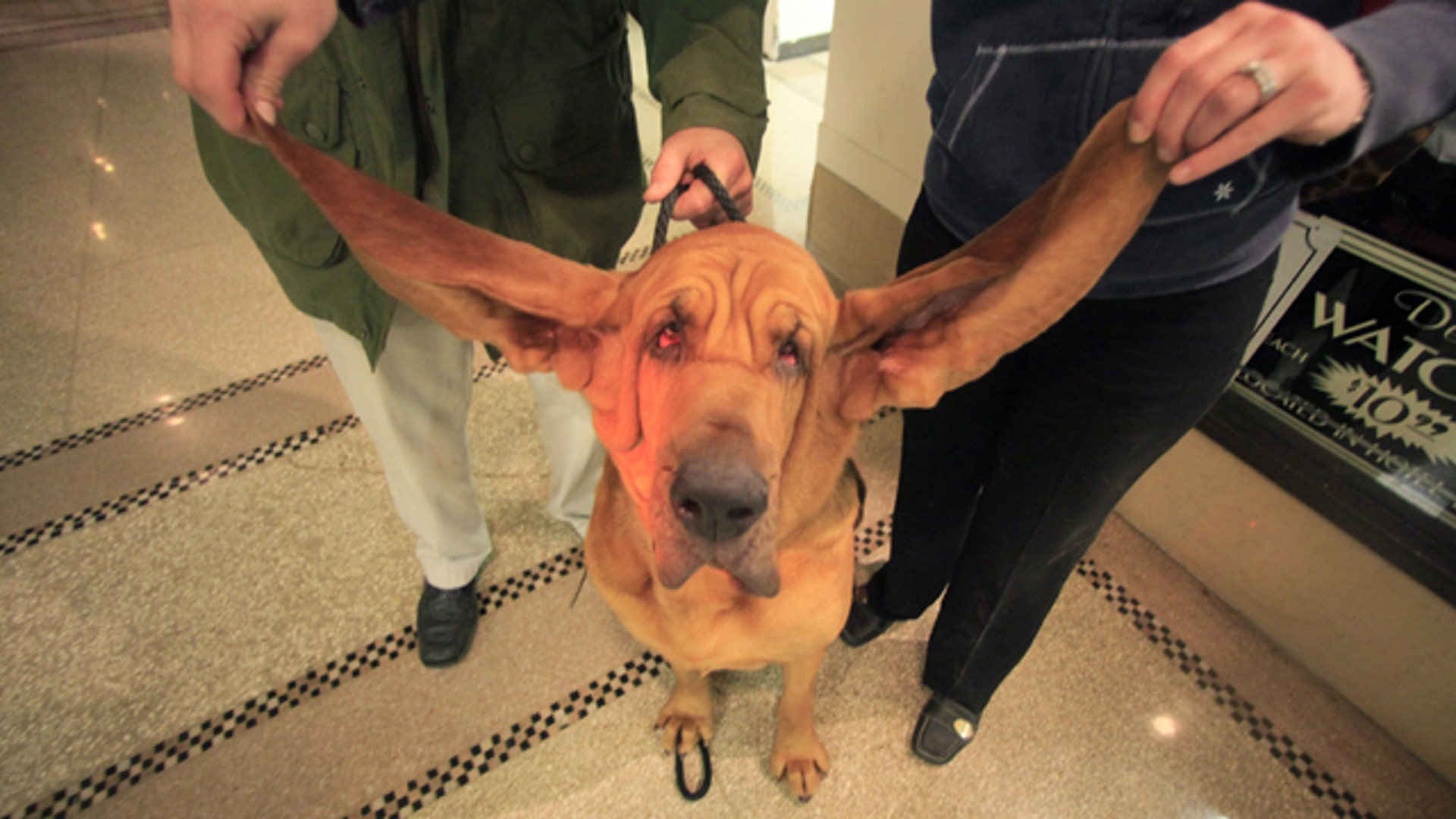 World's Longest Dog Ears?