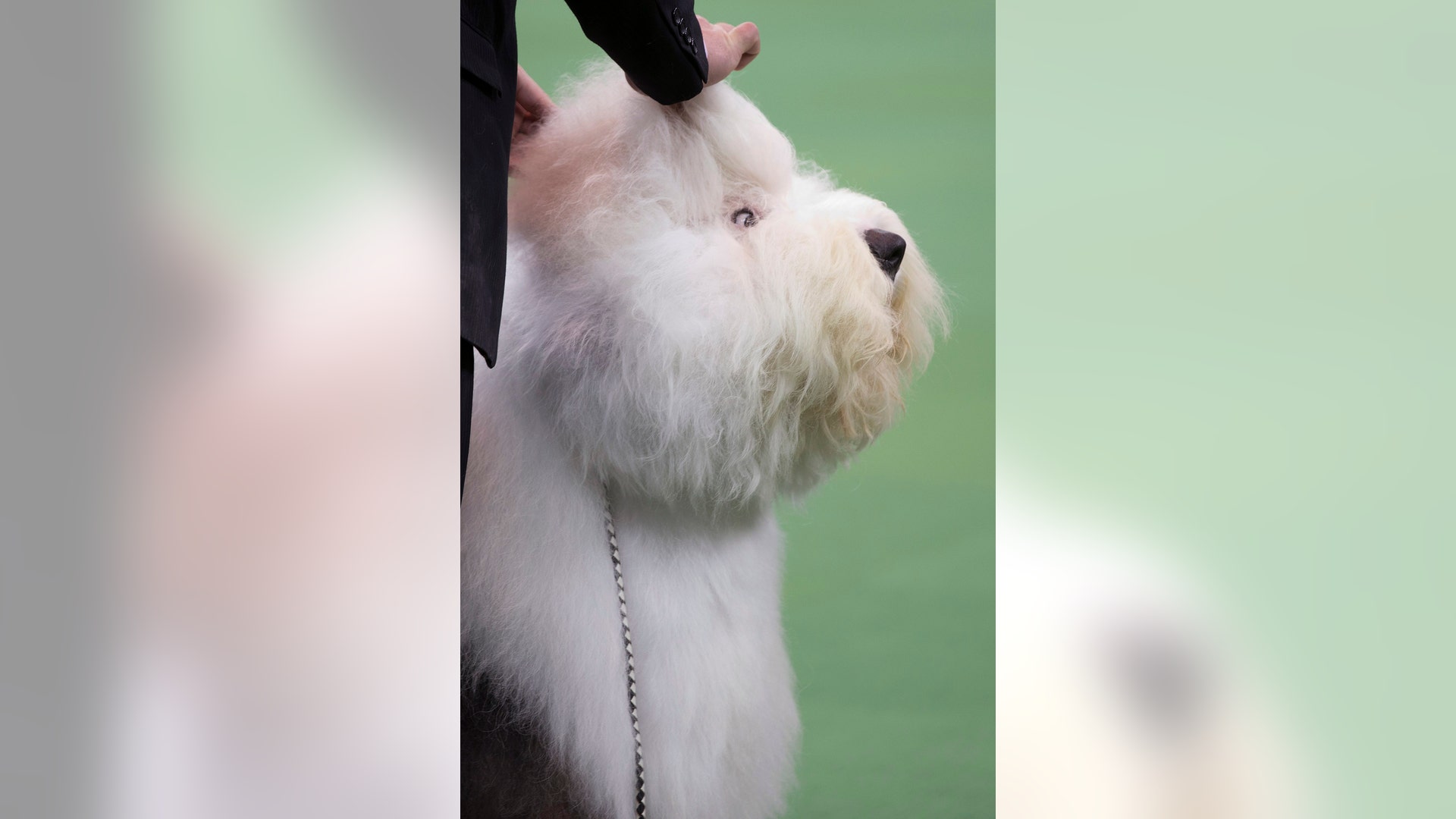 Westminster_Kennel_Cl_Hein_1_