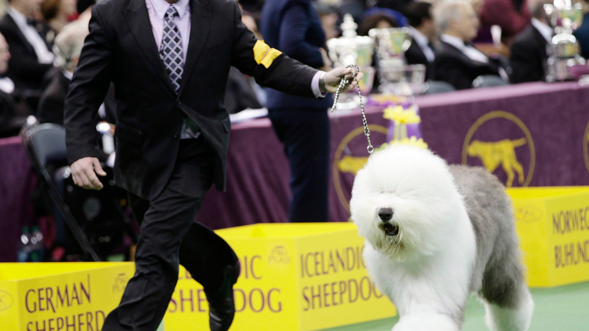 Westminster_Kennel_Cl_Hein_2_