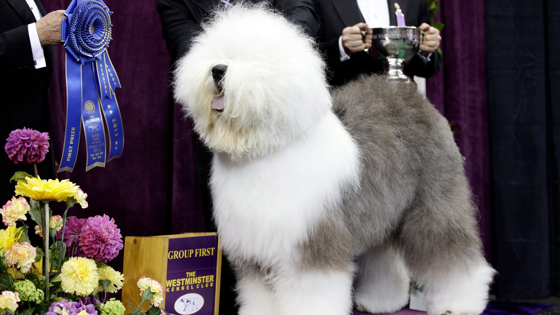 Westminster_Kennel_Cl_Hein_4_