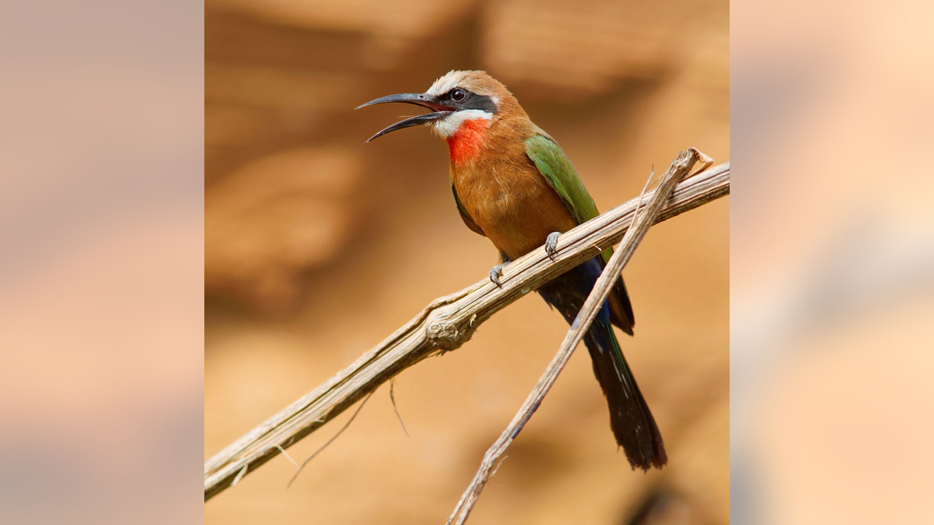 White_fronted_Bee_eater