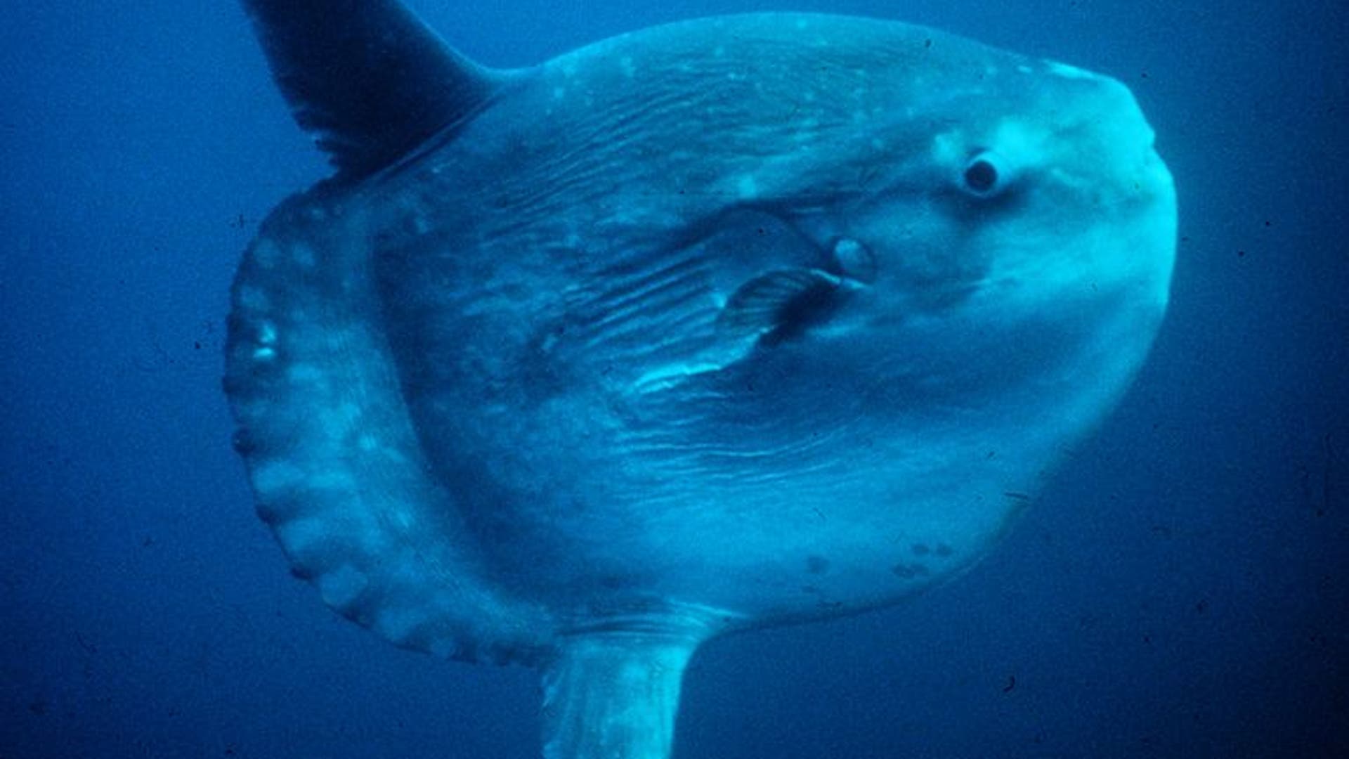 Nature's Giants: 27 of the world's biggest critters | Fox News