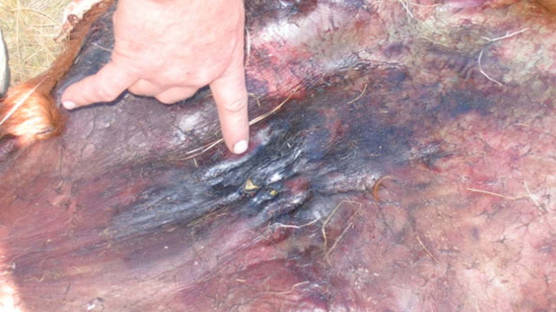 Remains of Calf